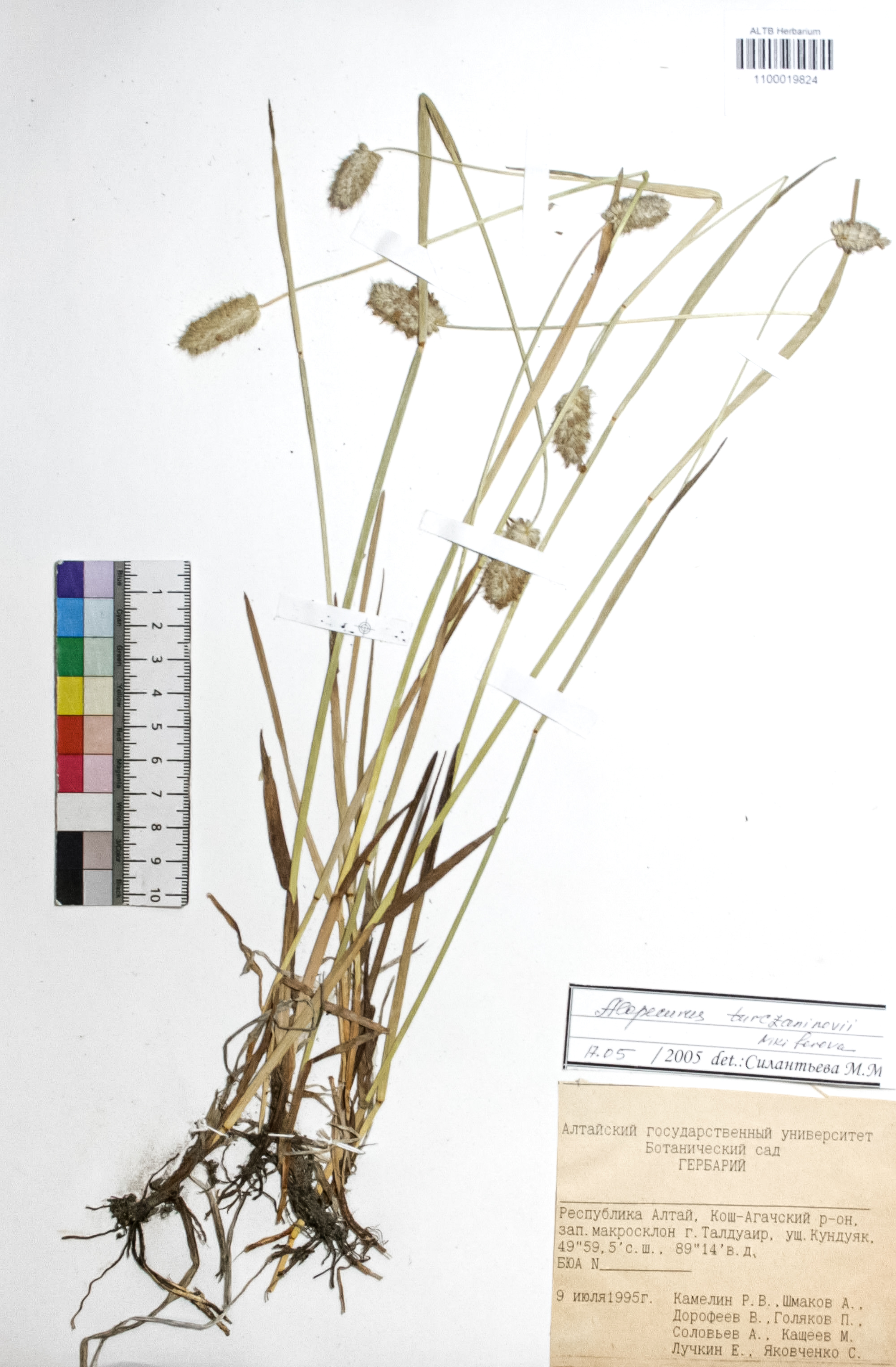 Alopecurus turczaninovii O.D.Nikif.