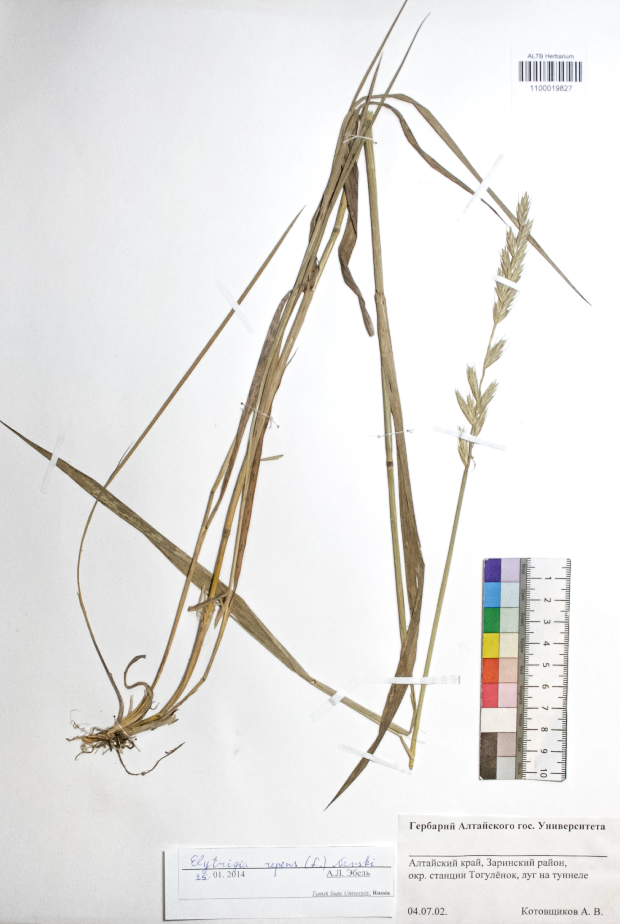 Elytrigia repens (L.) Nevski