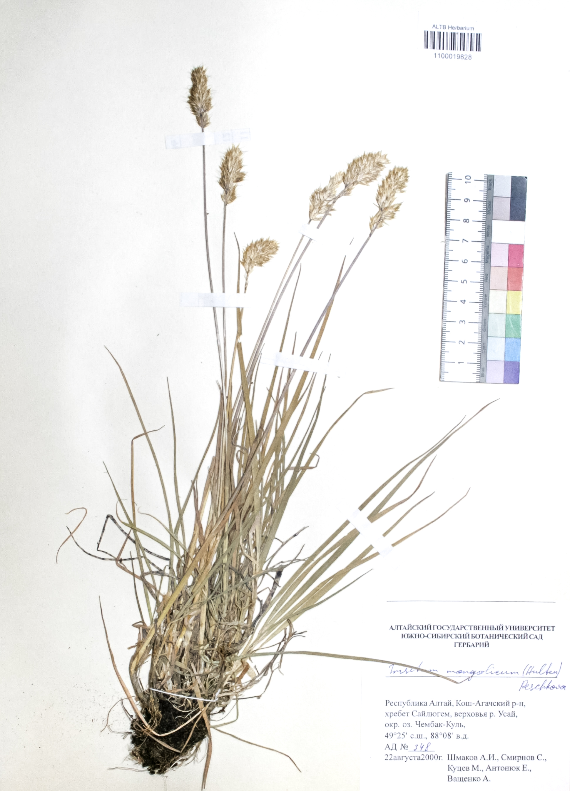 Trisetum mongolicum (Hultén) Peschkova