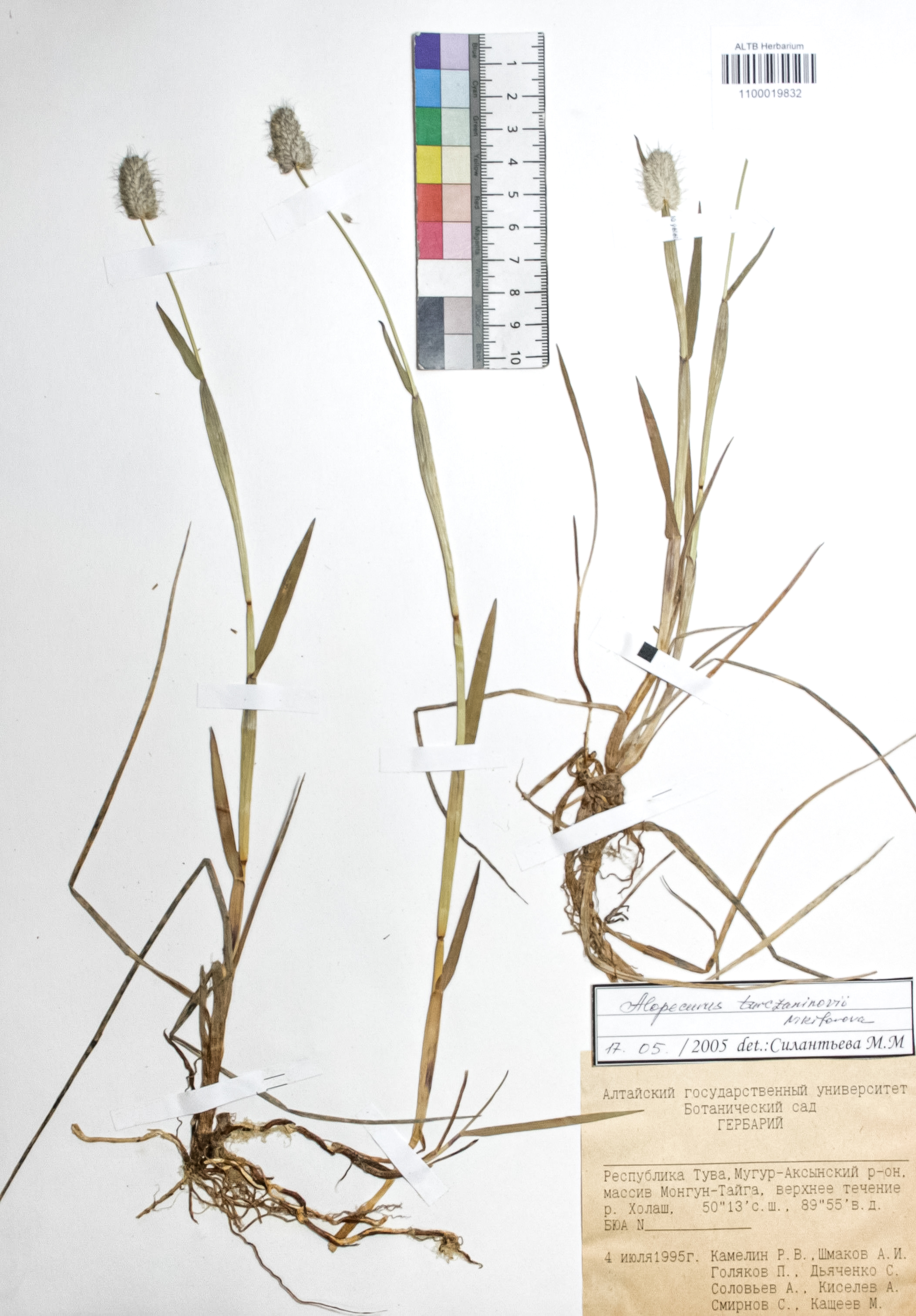 Alopecurus turczaninovii O.D.Nikif.