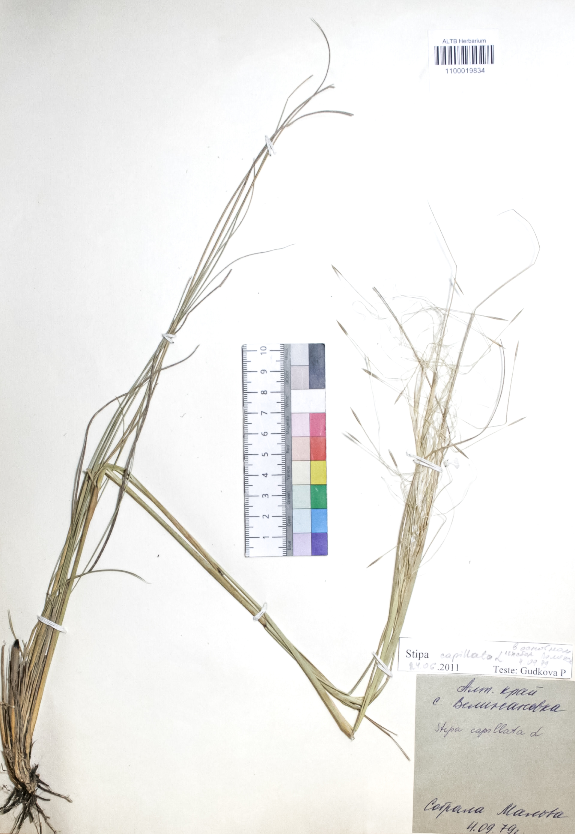 Stipa capillata L.