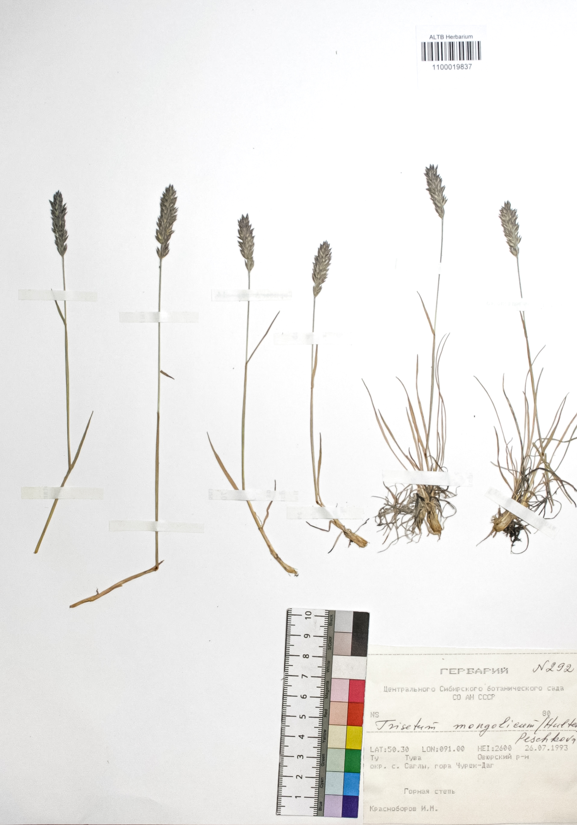Trisetum mongolicum (Hultén) Peschkova