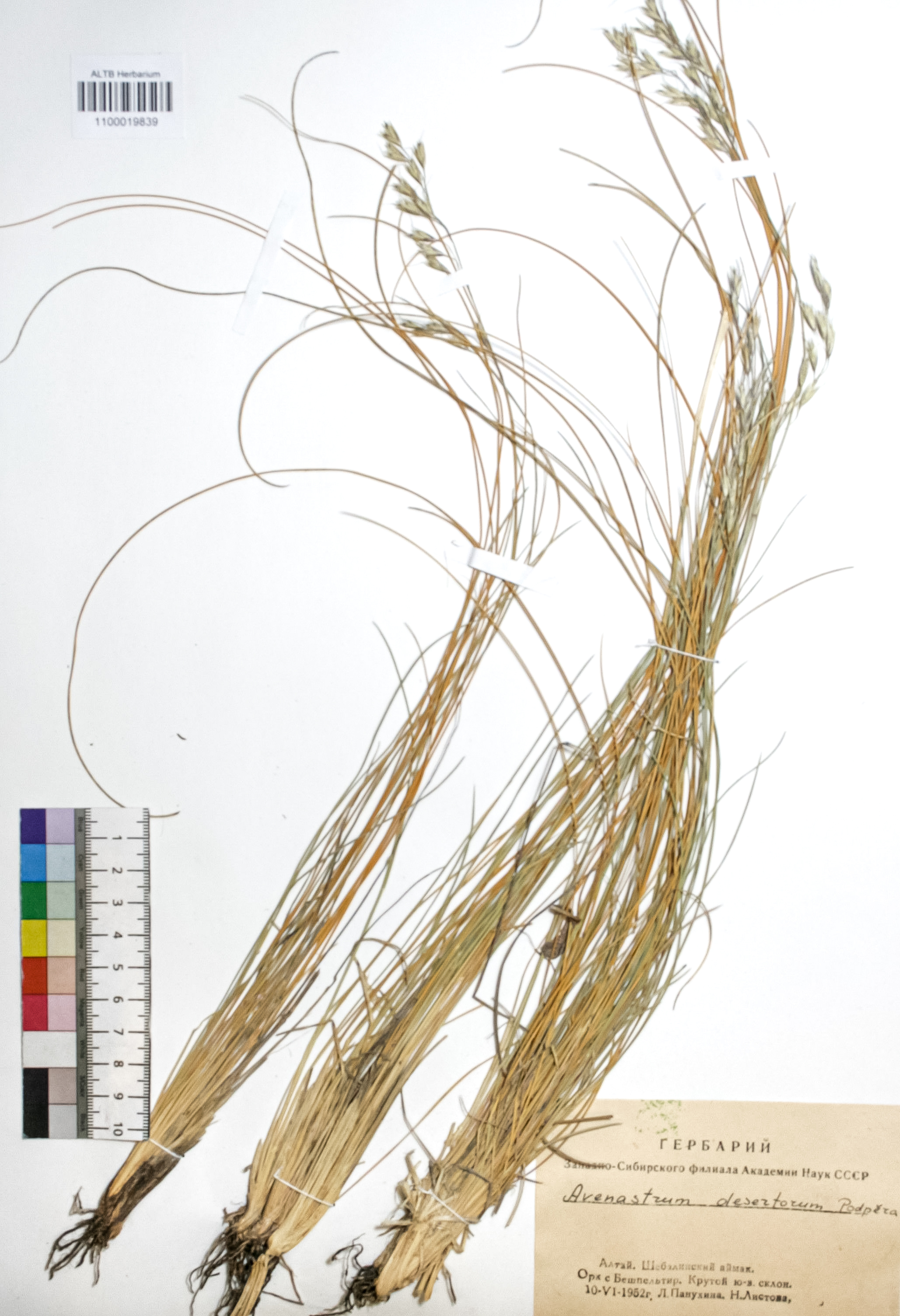 Avenastrum desertorum (Less.) Podp.