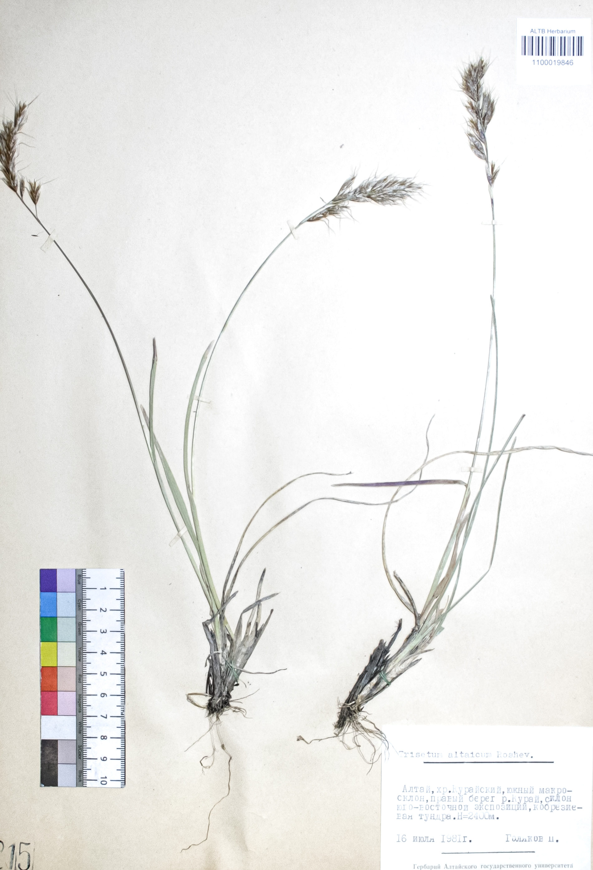 Trisetum altaicum (Steph.) Roshev.