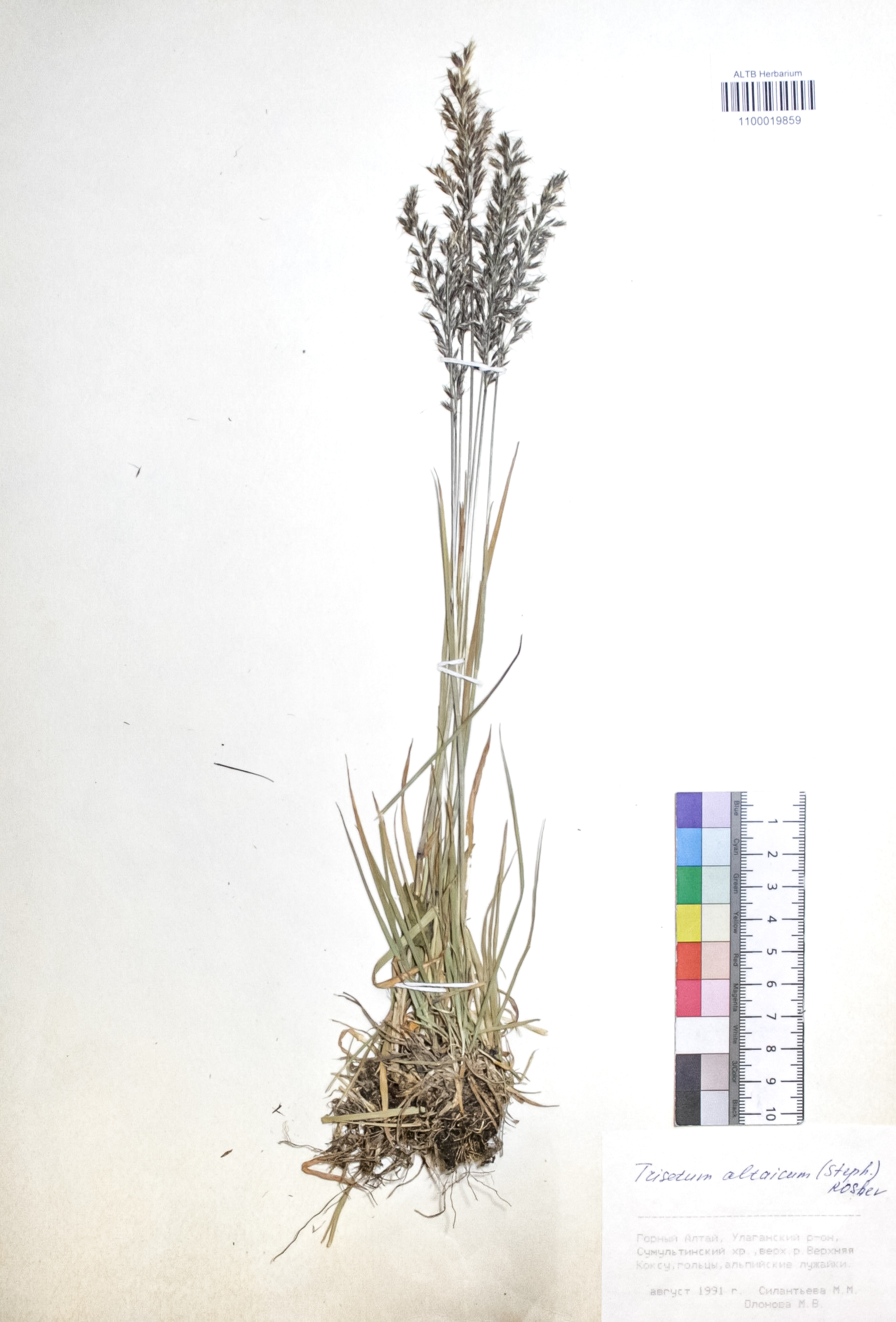 Trisetum altaicum (Steph.) Roshev.