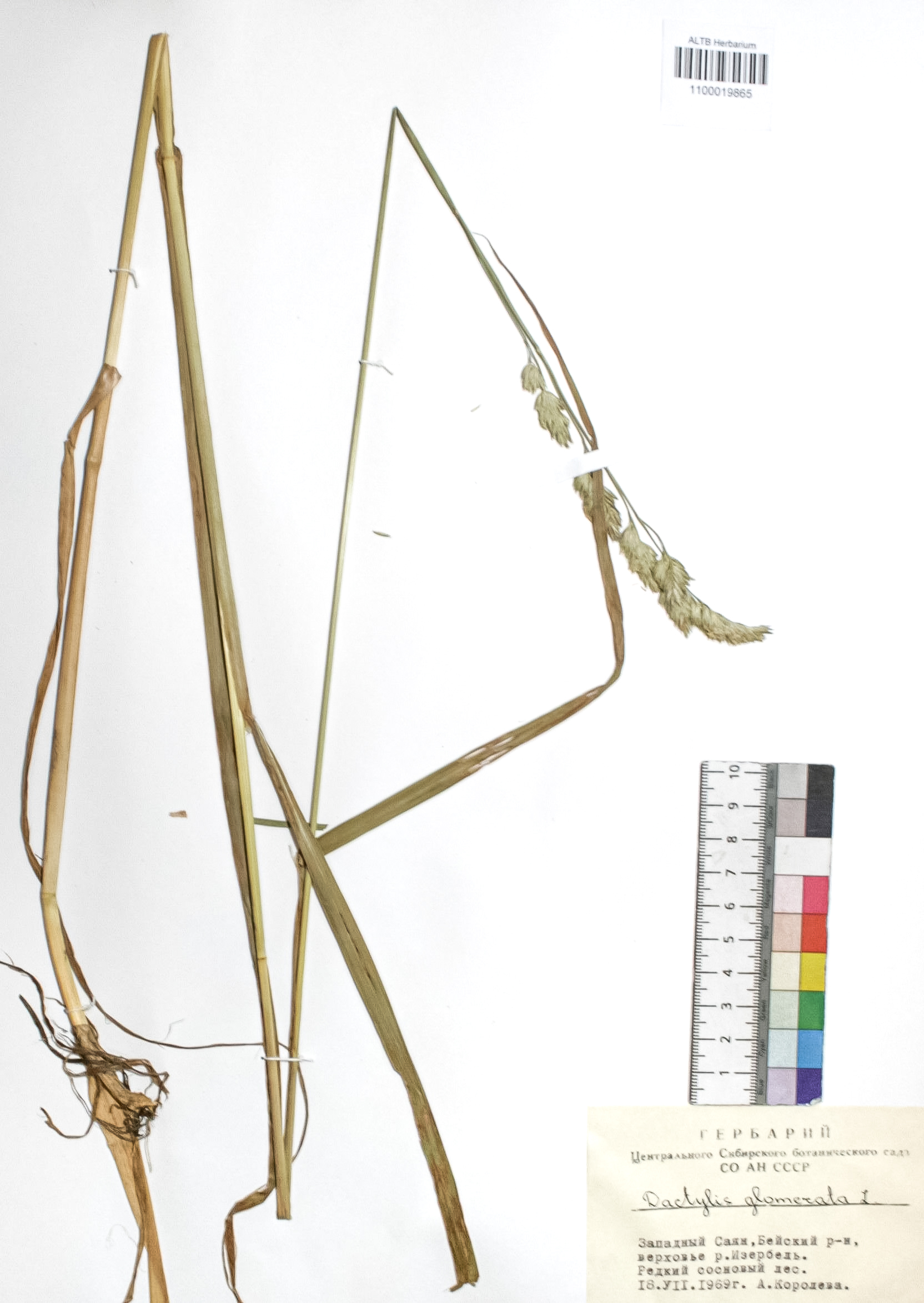 Dactylis glomerata L.