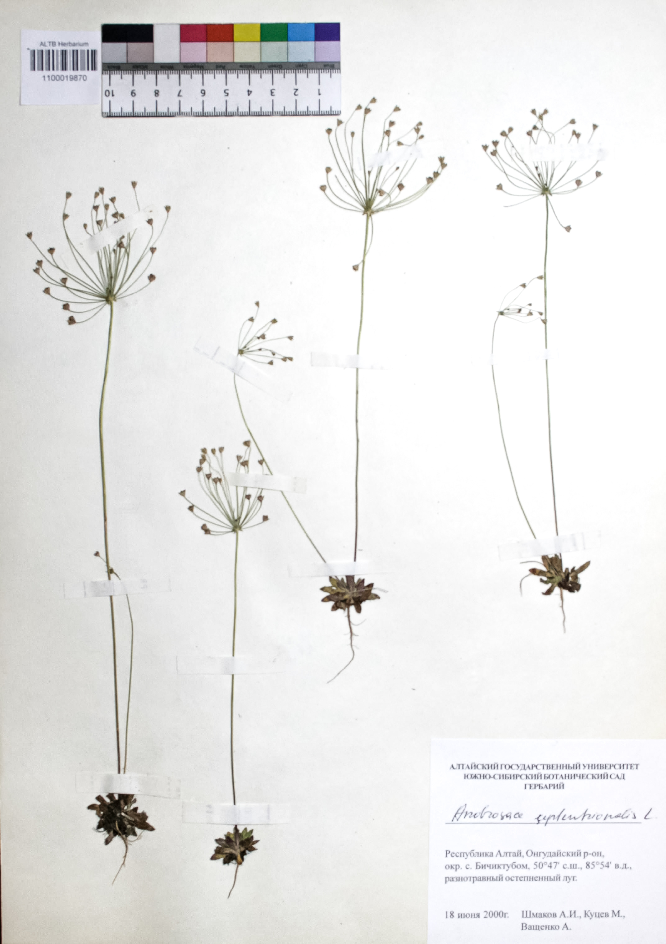 Androsace septentrionalis L.