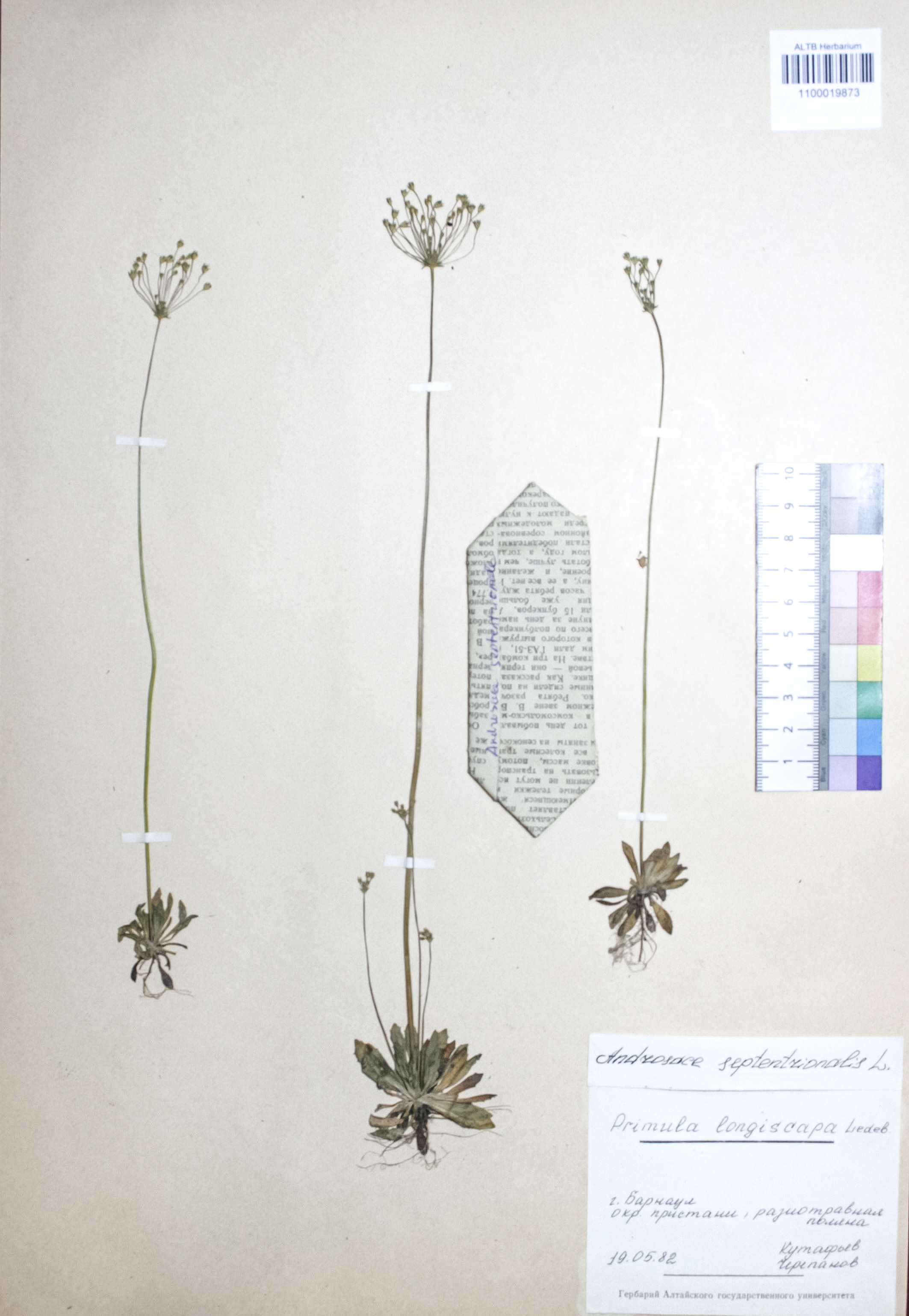 Androsace septentrionalis L.