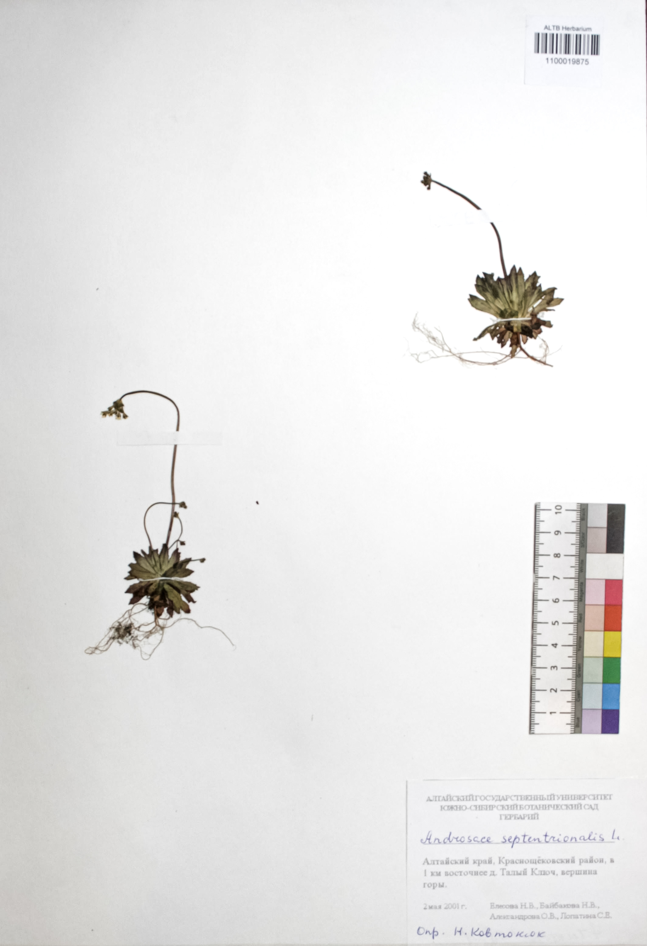 Androsace septentrionalis L.