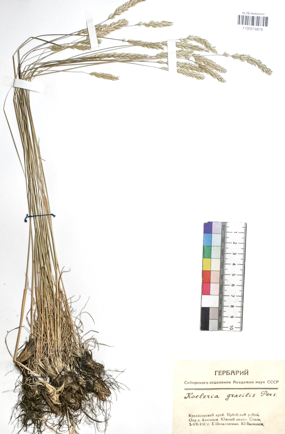 Koeleria gracilis Pers.