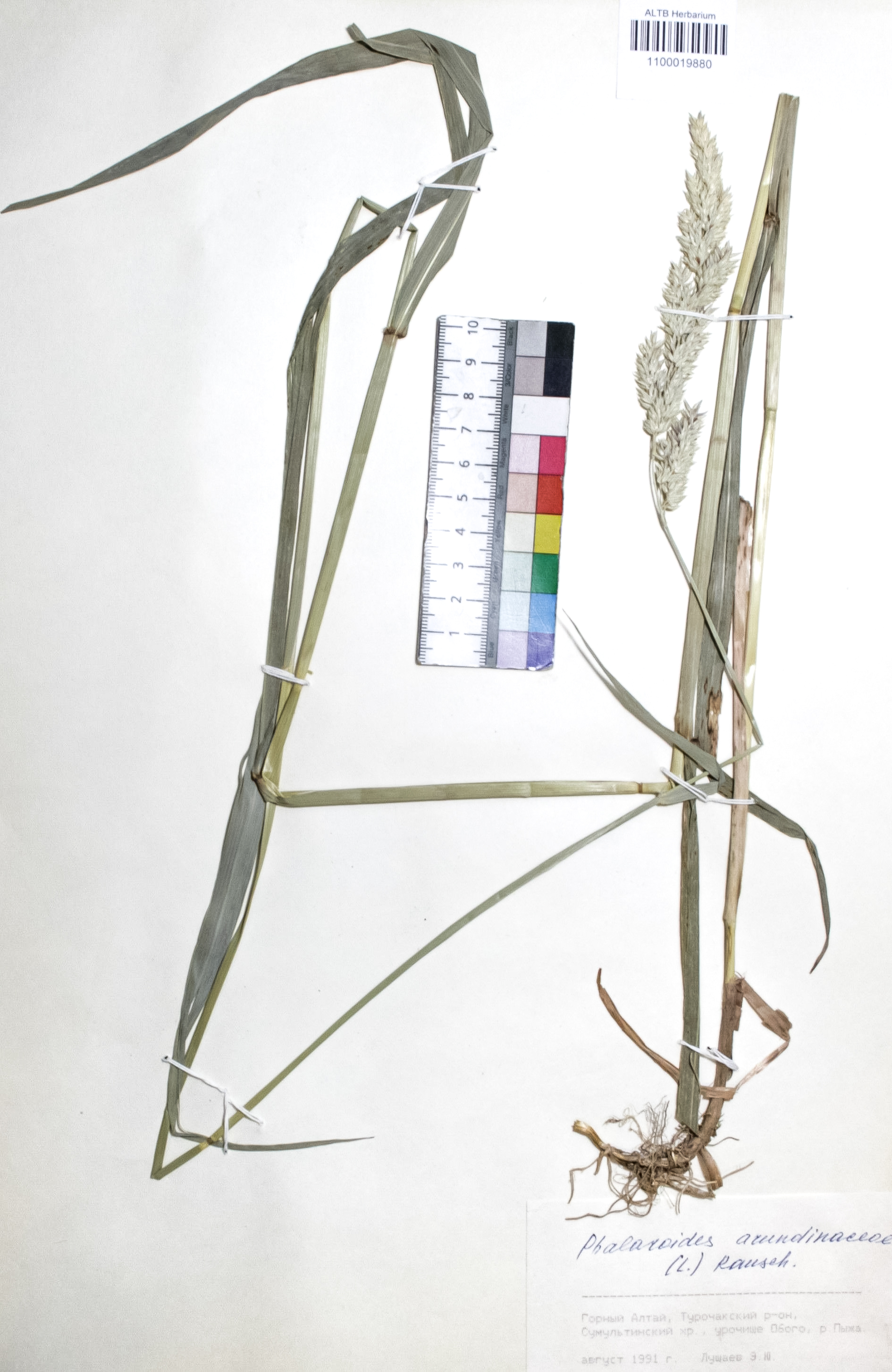 Phalaroides arundinacea (L.) Rausch