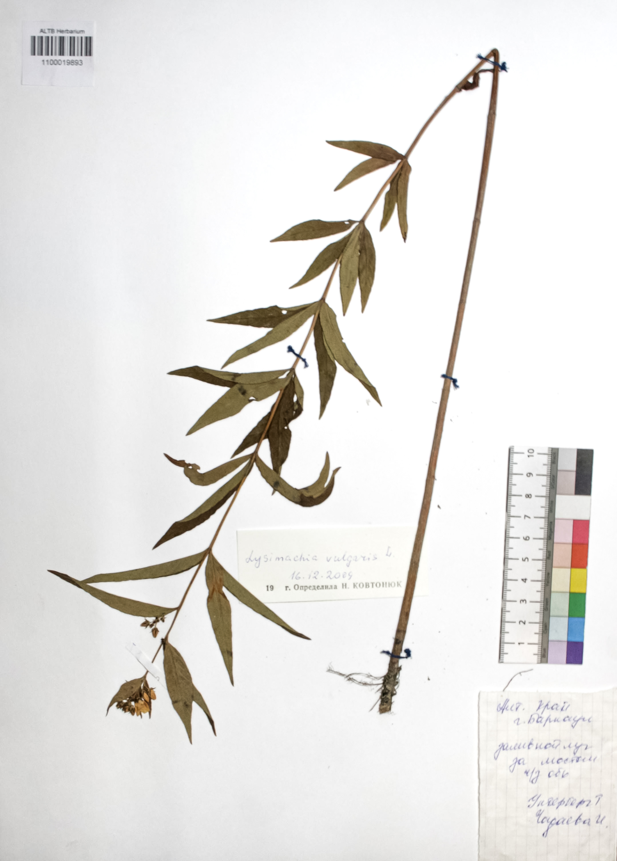 Lysimachia vulgaris L.