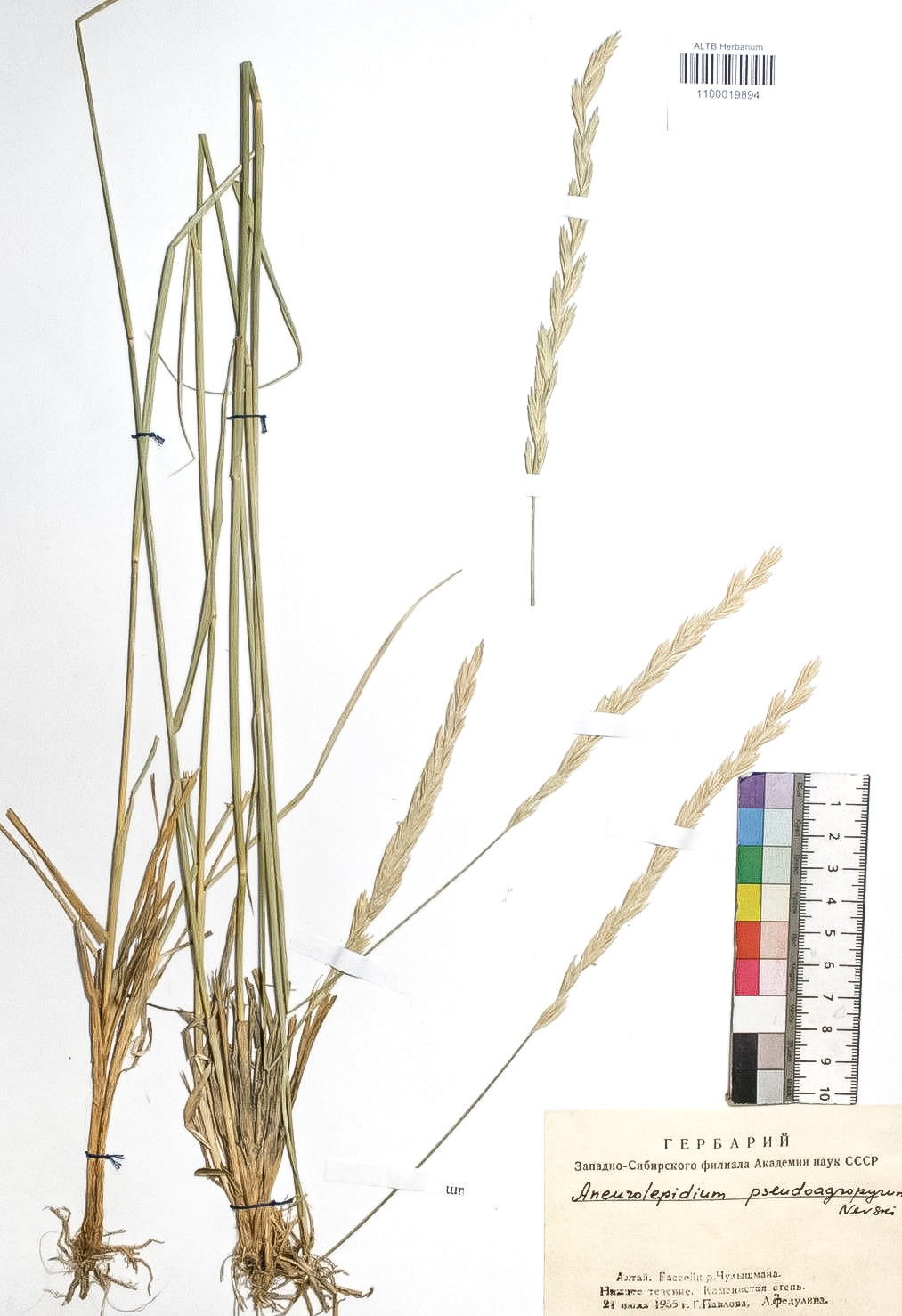 Aneurolepidium pseudoagropyrum Nevski