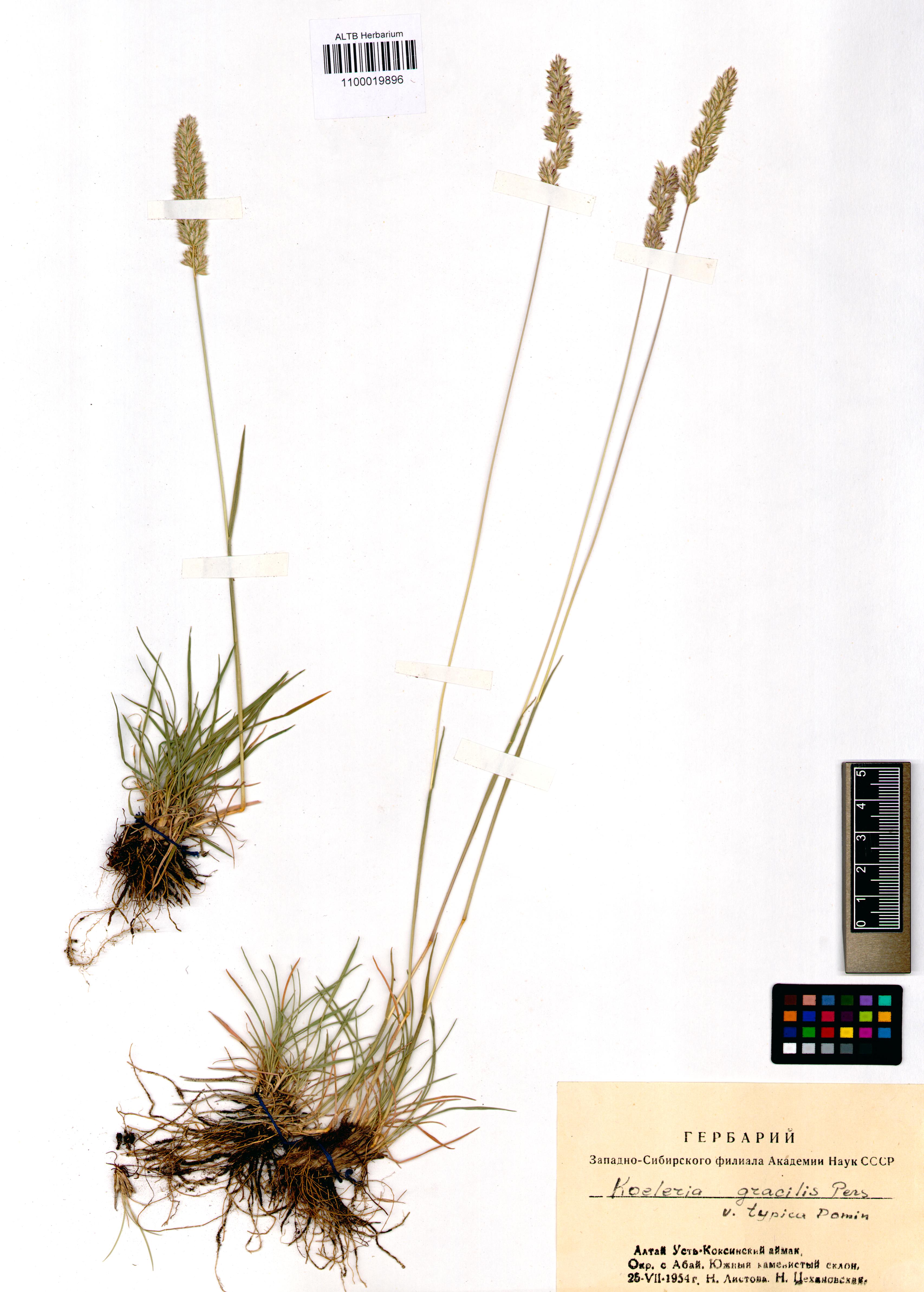 Koeleria gracilis Pers.