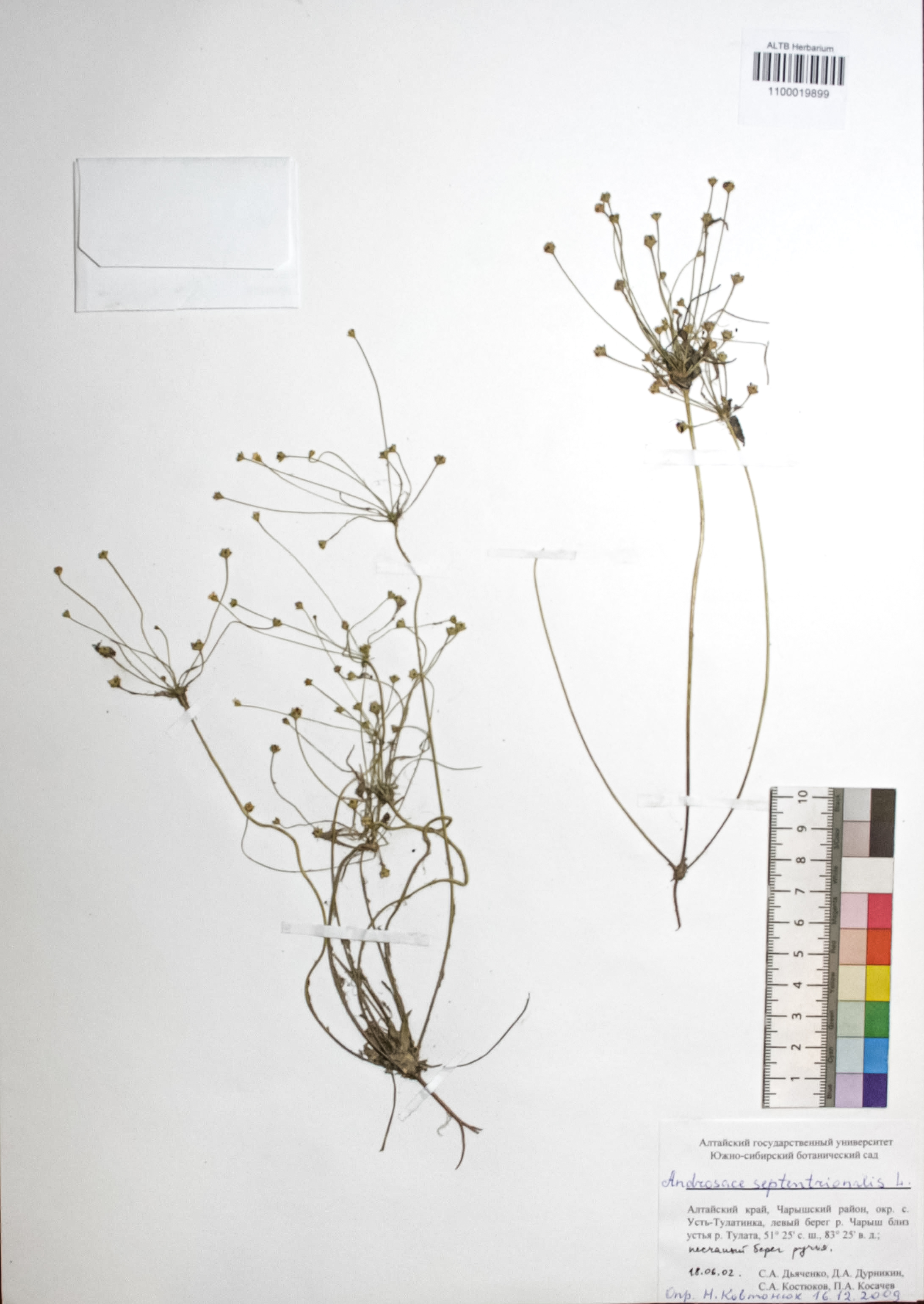 Androsace septentrionalis L.