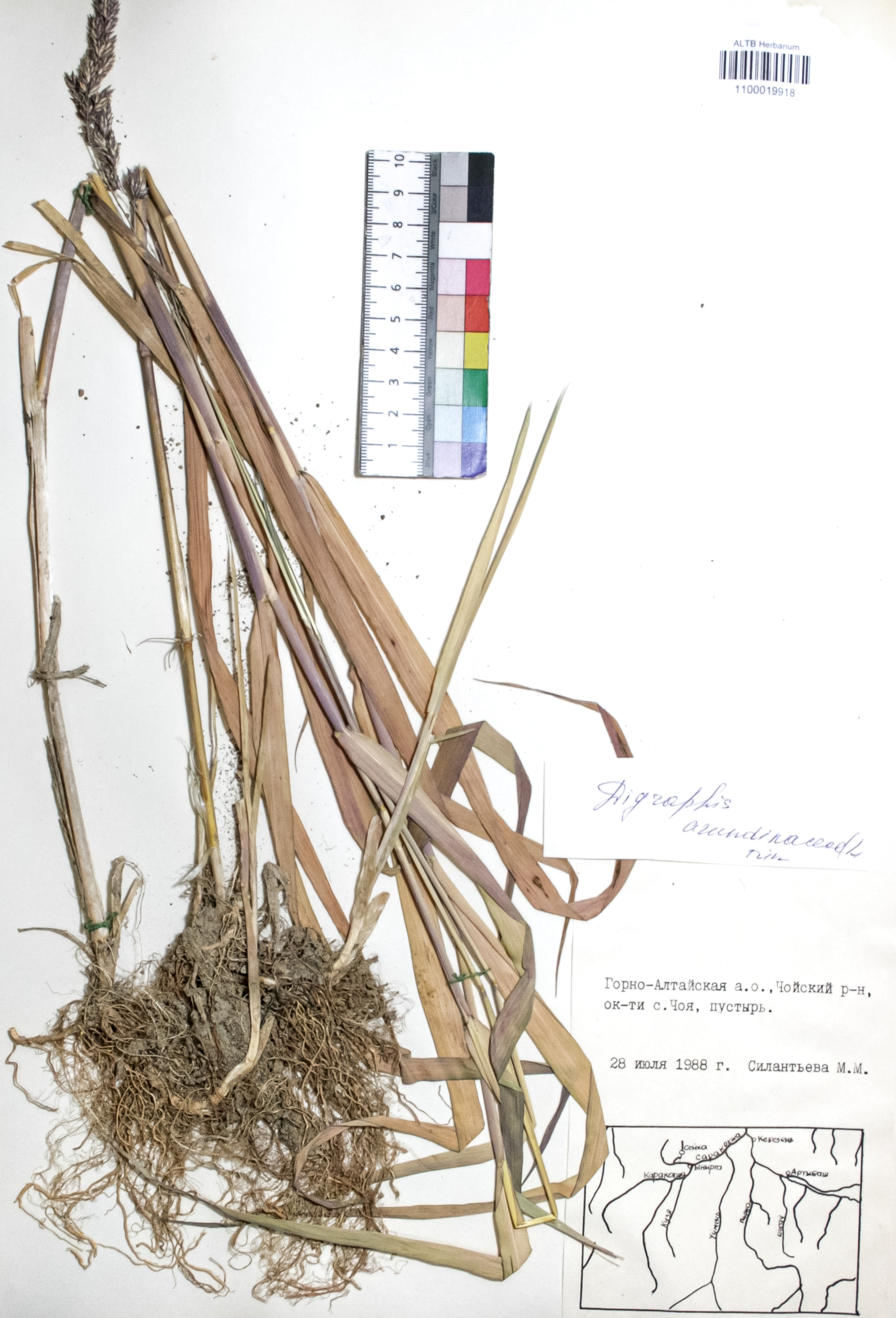 Phalaroides arundinacea (L.) Rausch