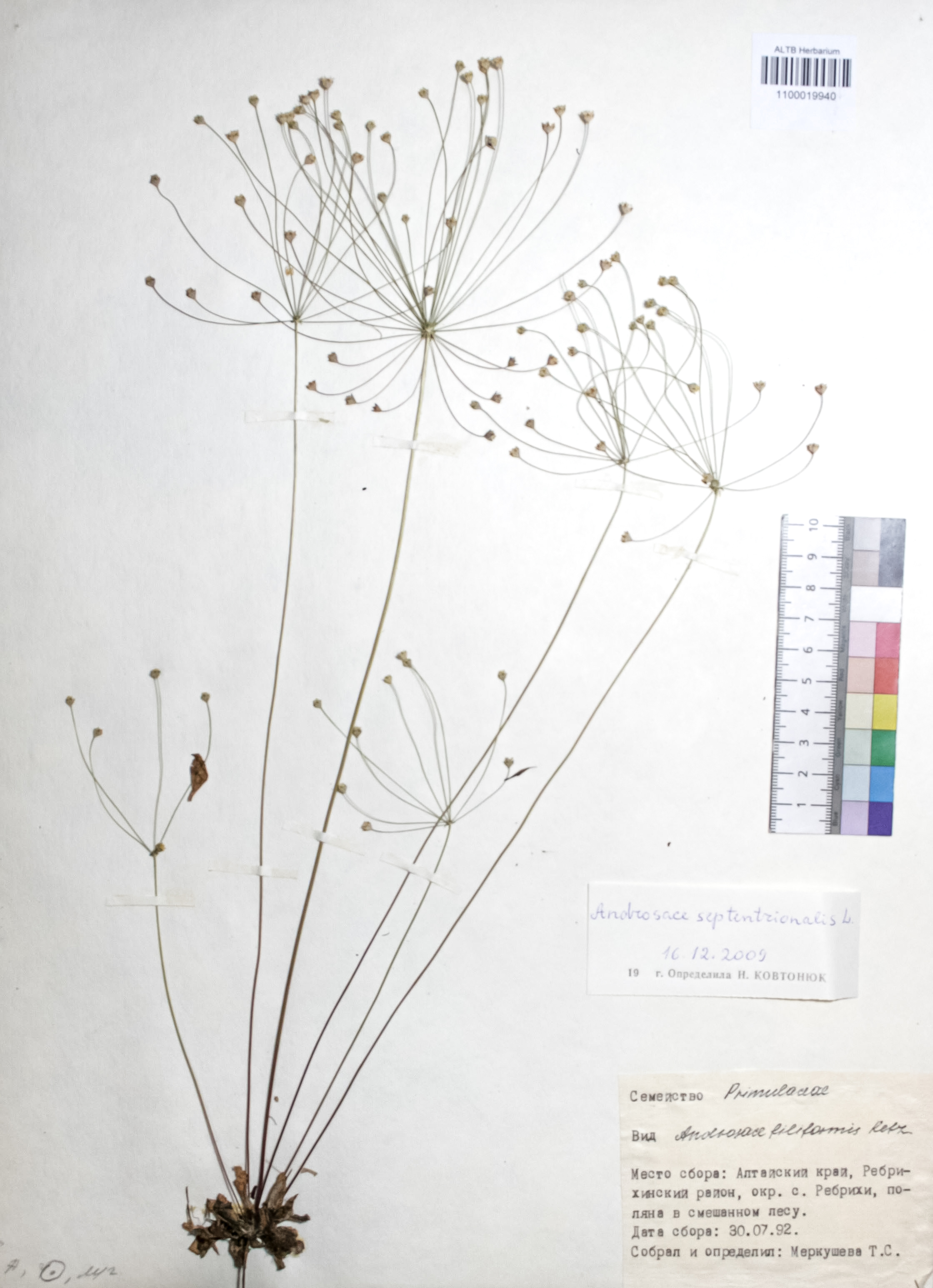 Androsace septentrionalis L.