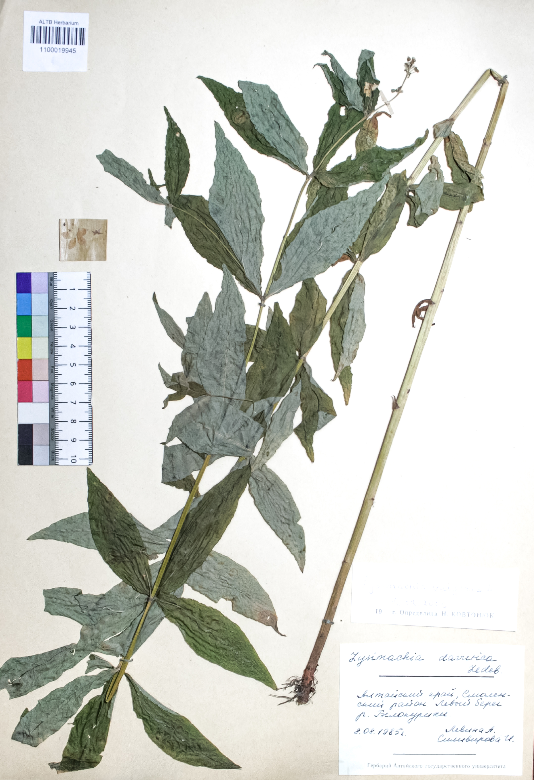 Lysimachia vulgaris L.