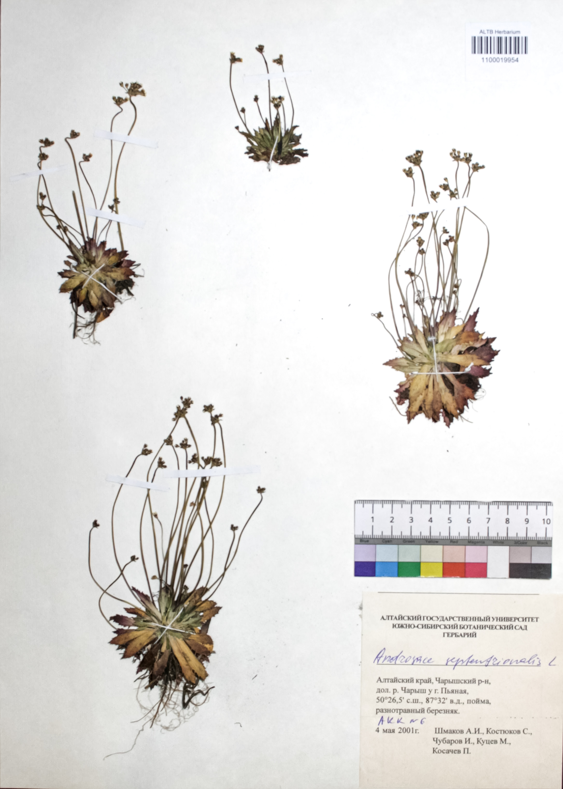 Androsace septentrionalis L.