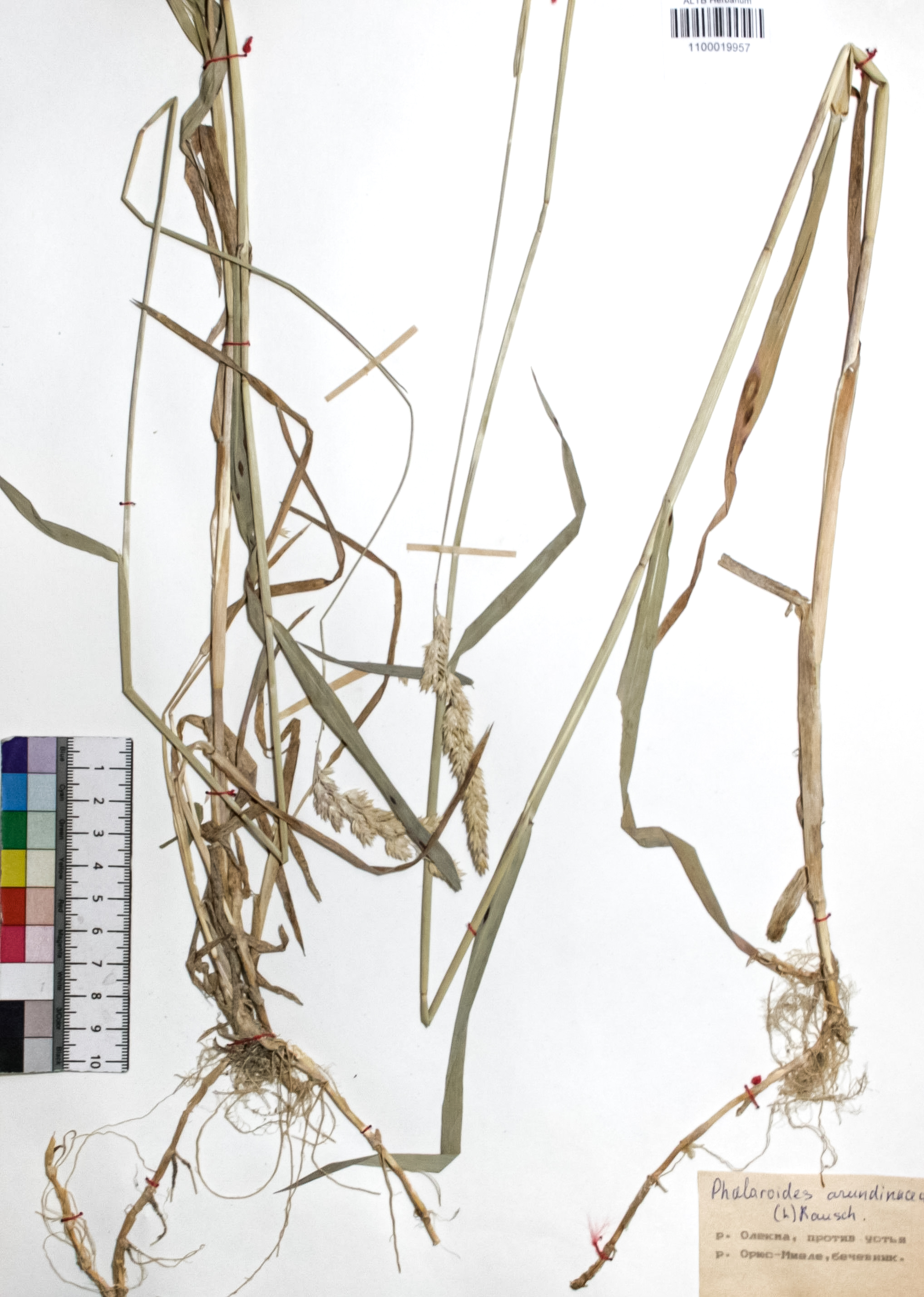 Phalaroides arundinacea (L.) Rausch
