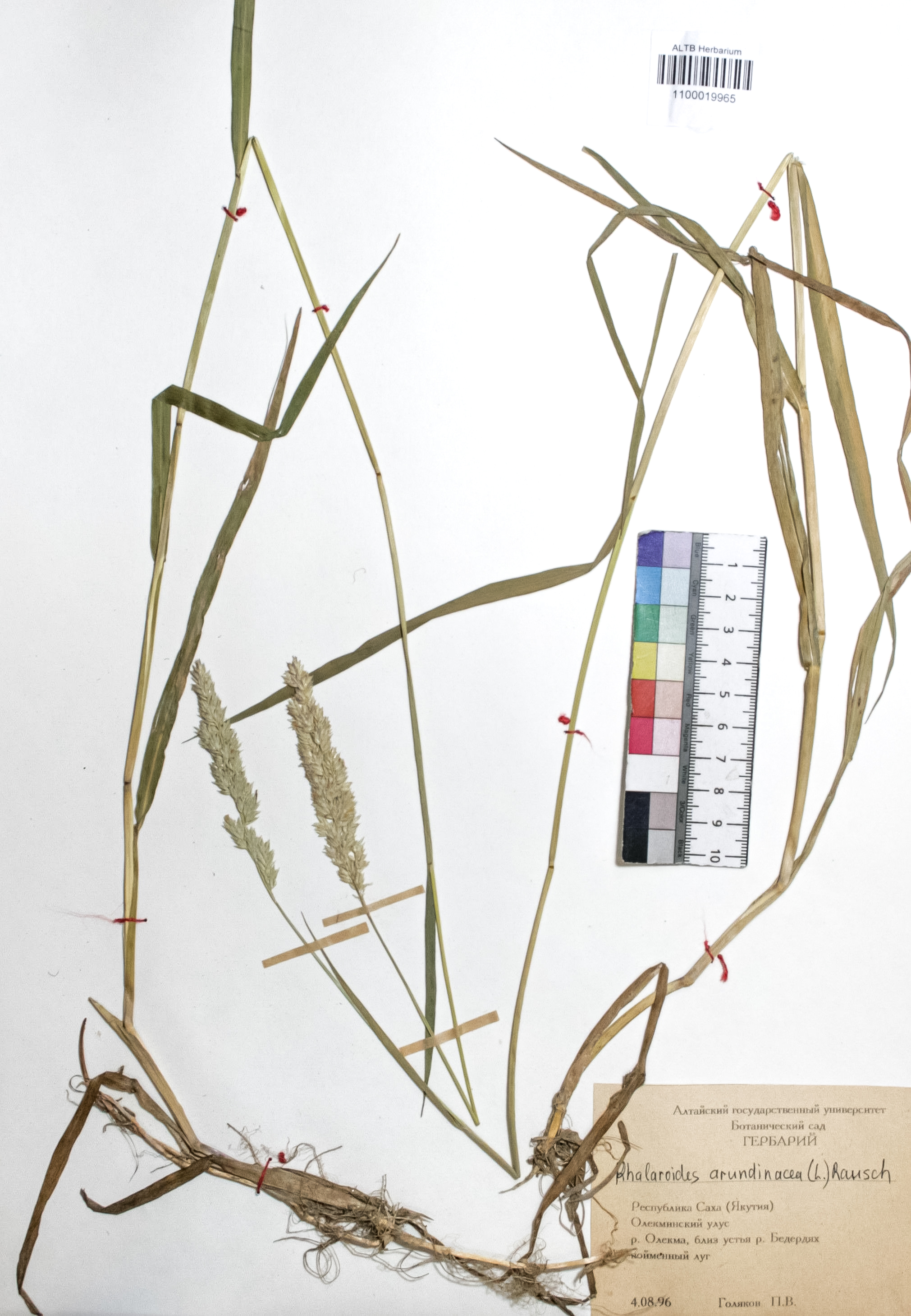 Phalaroides arundinacea (L.) Rausch