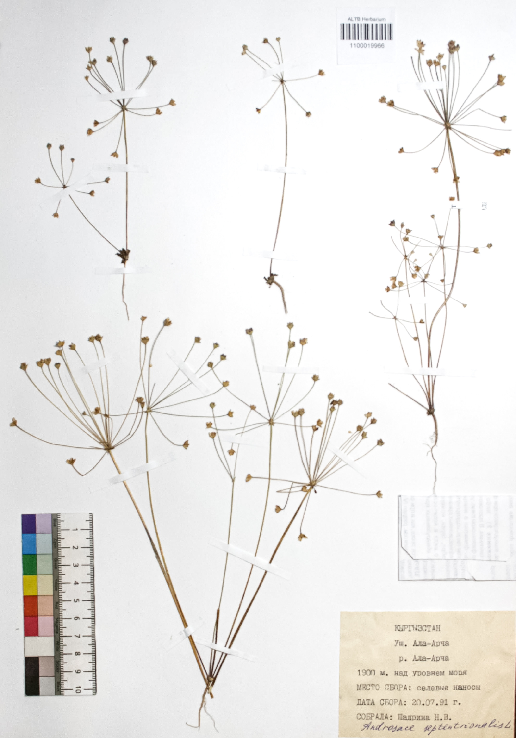 Androsace septentrionalis L.