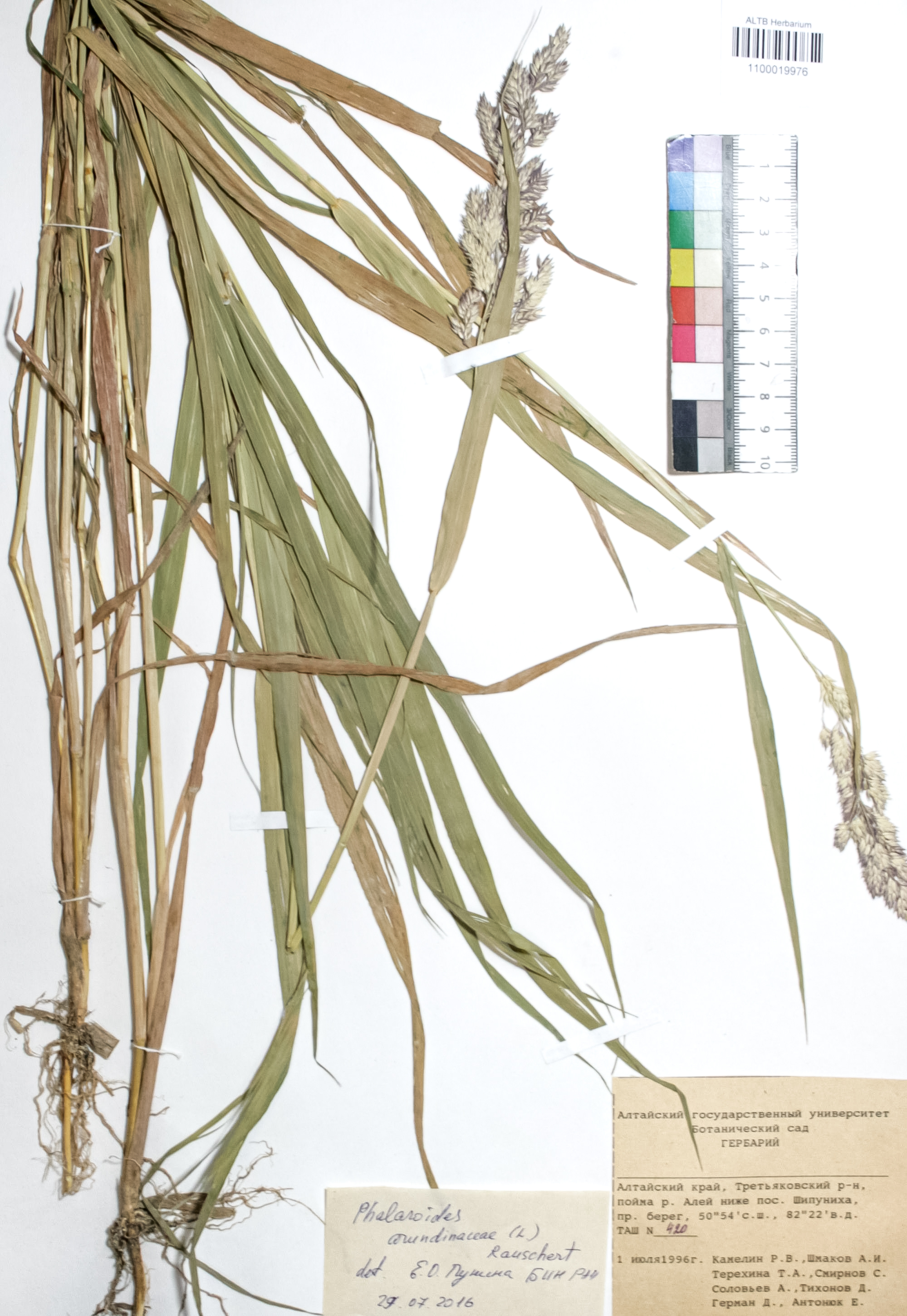 Phalaroides arundinacea (L.) Rausch