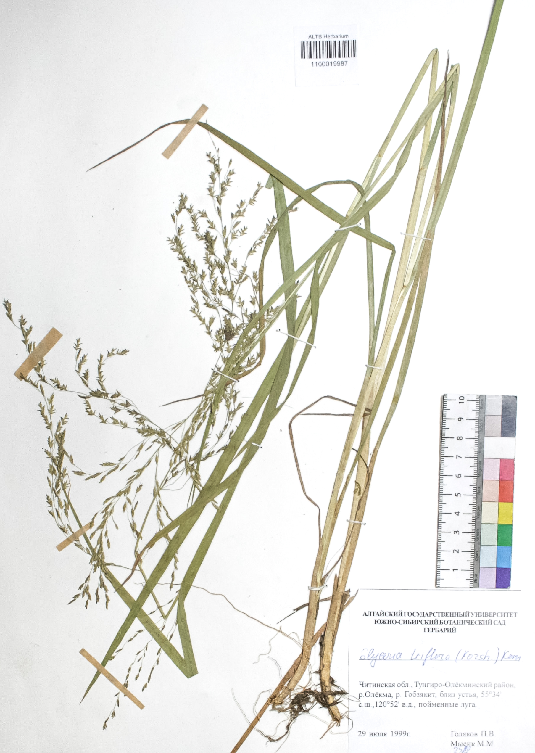 Glyceria triflora (Korsh.) Kom.