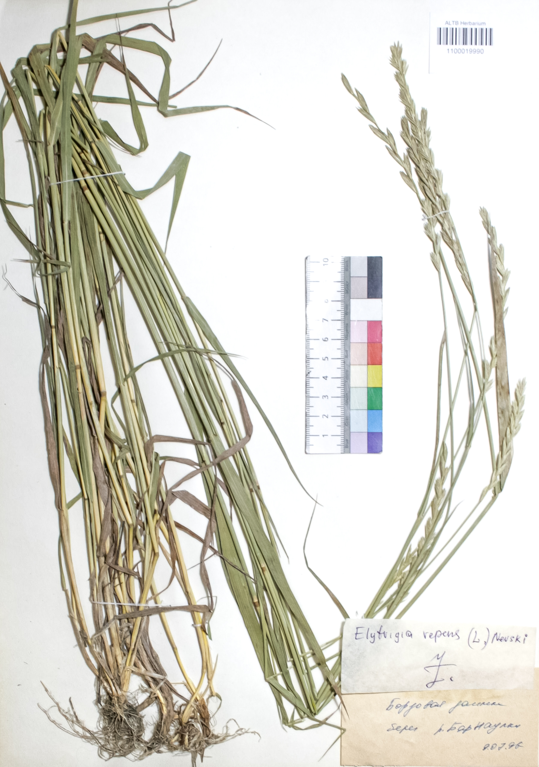 Elytrigia repens (L.) Nevski