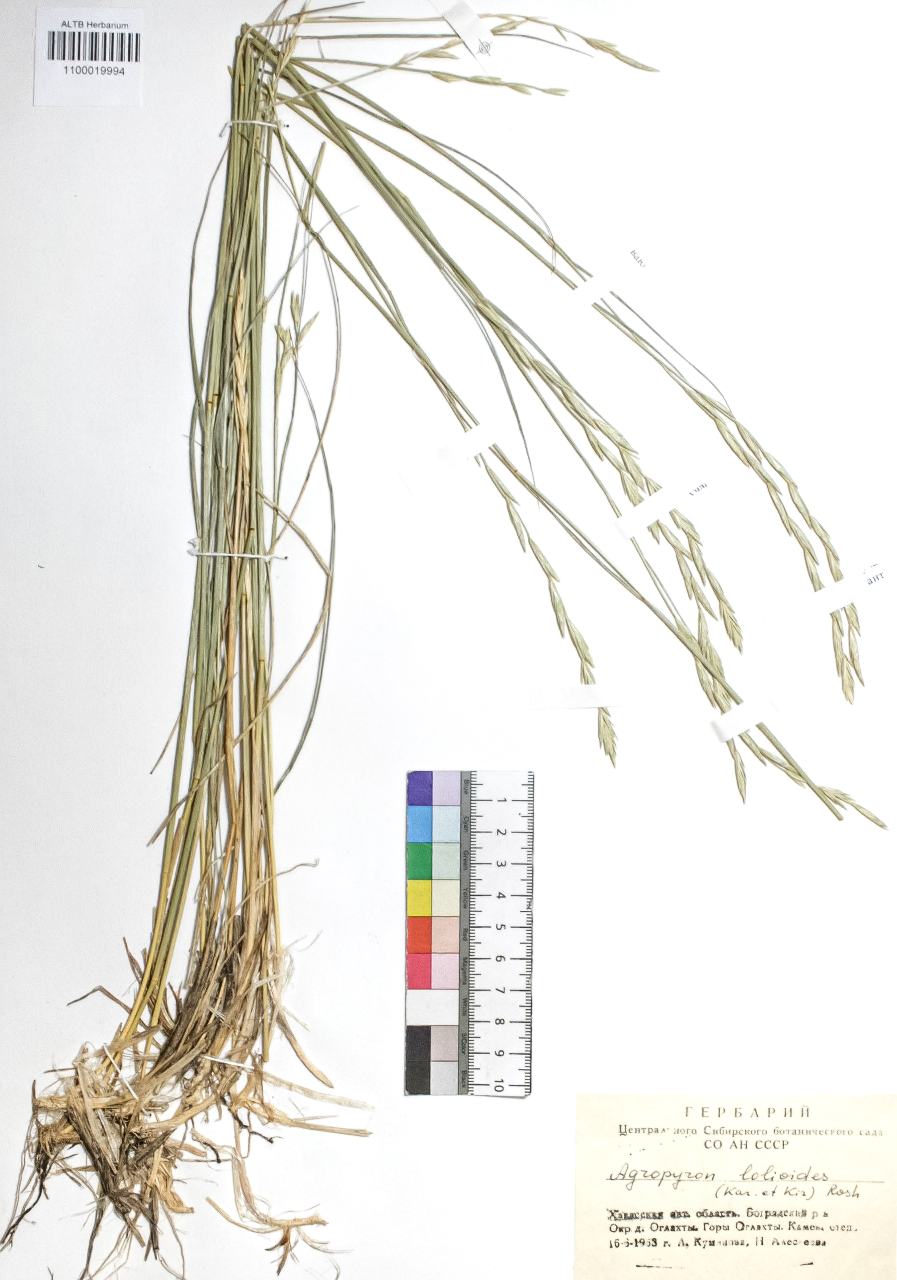 Agropyron lolioides (Kar. & Kir.) Roshev.