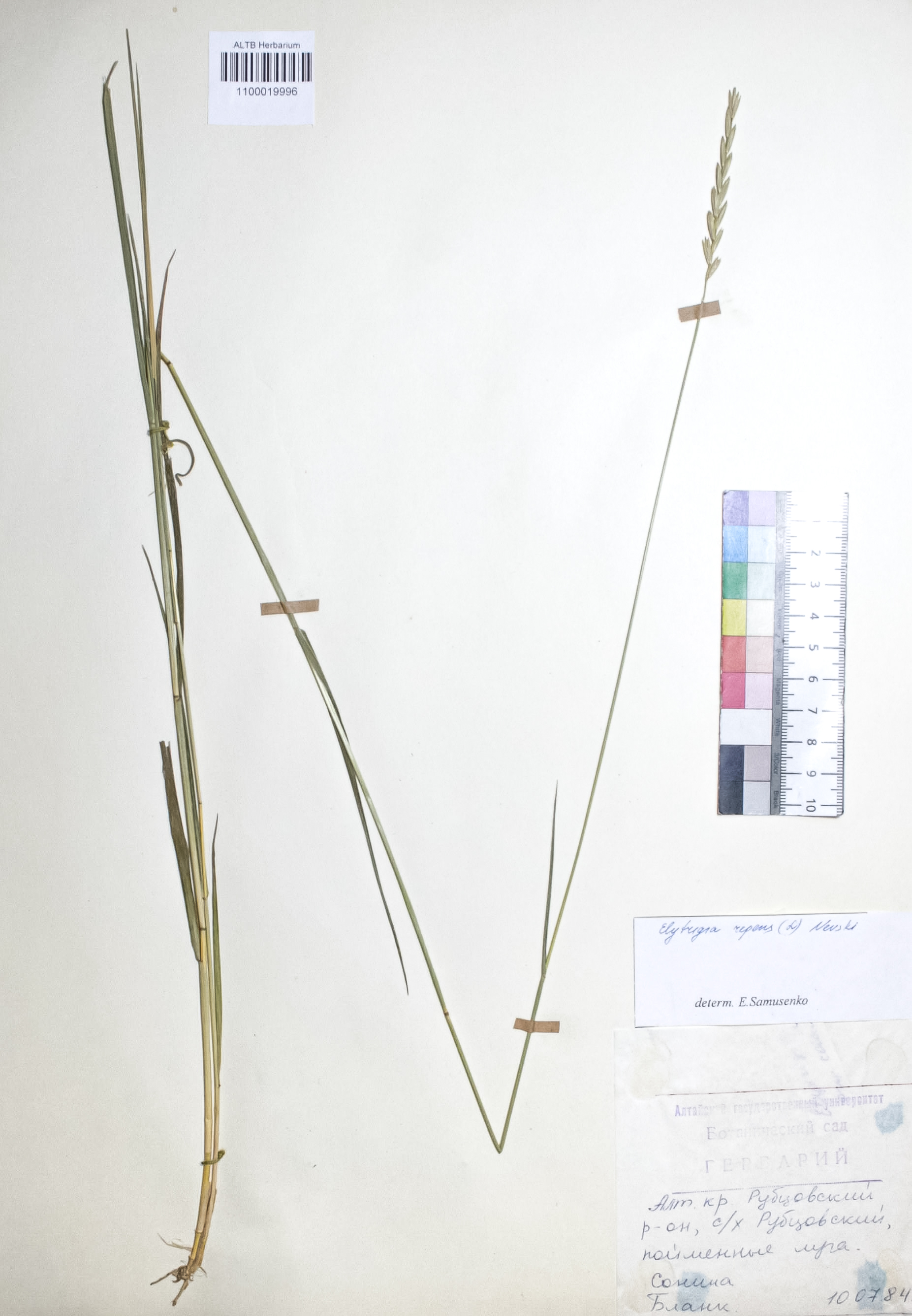 Elytrigia repens (L.) Nevski