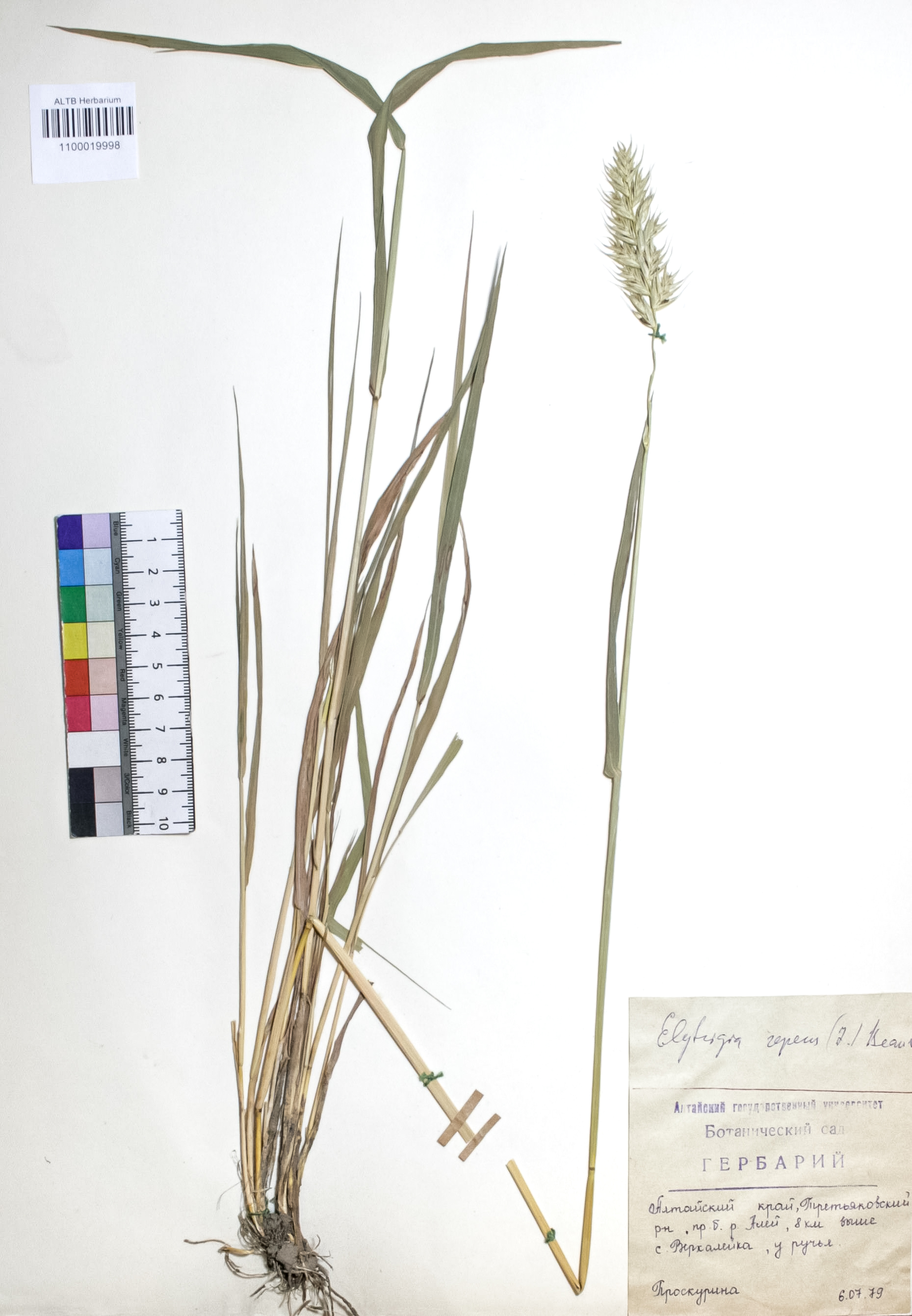 Elytrigia repens (L.) Nevski