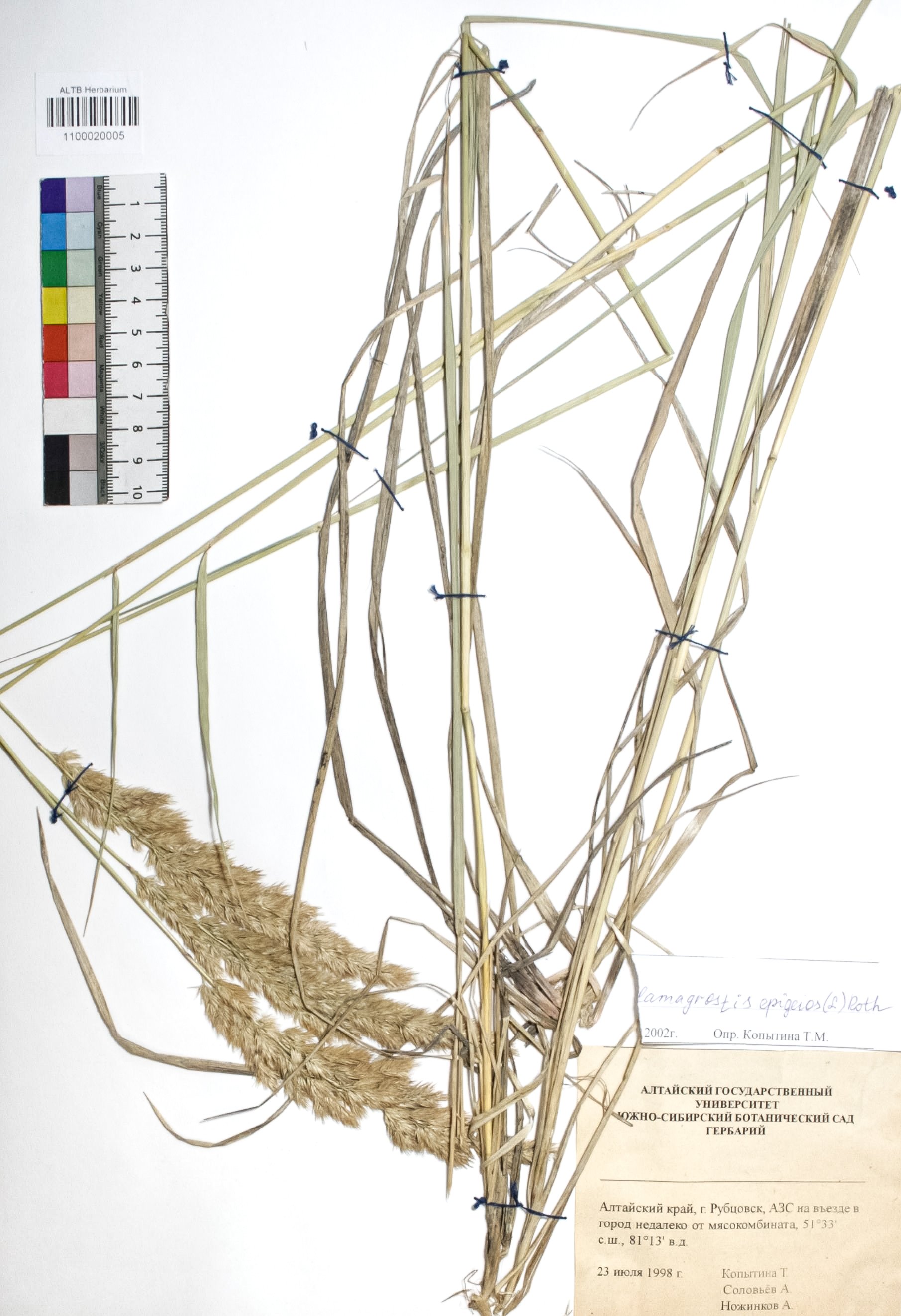 Calamagrostis epigejos (L.) Roth