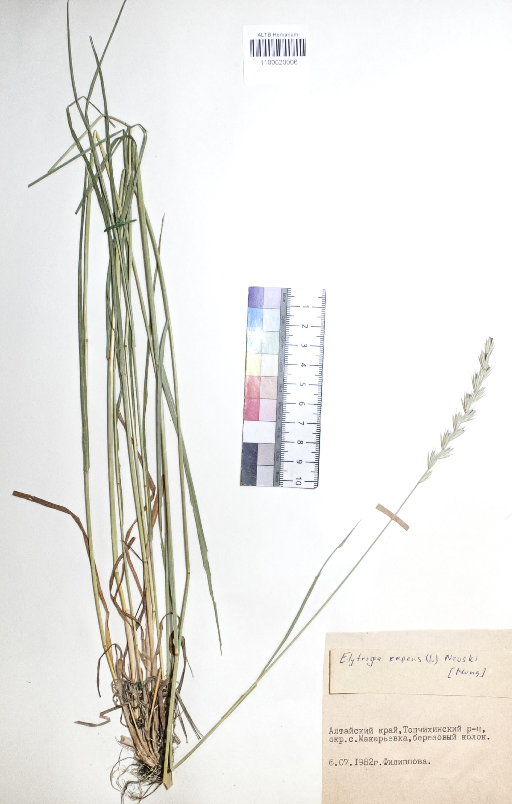 Elytrigia repens (L.) Nevski