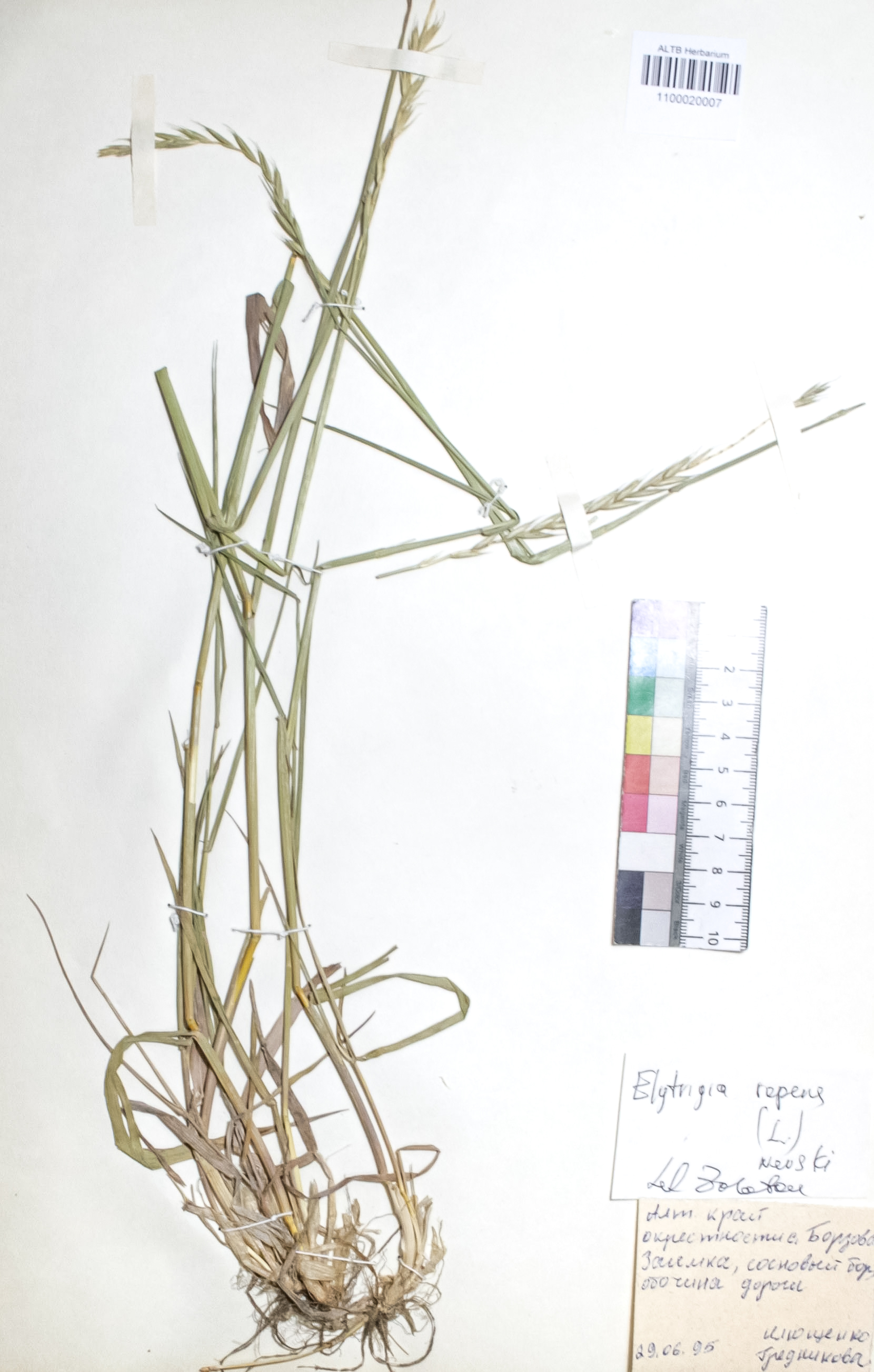 Elytrigia repens (L.) Nevski