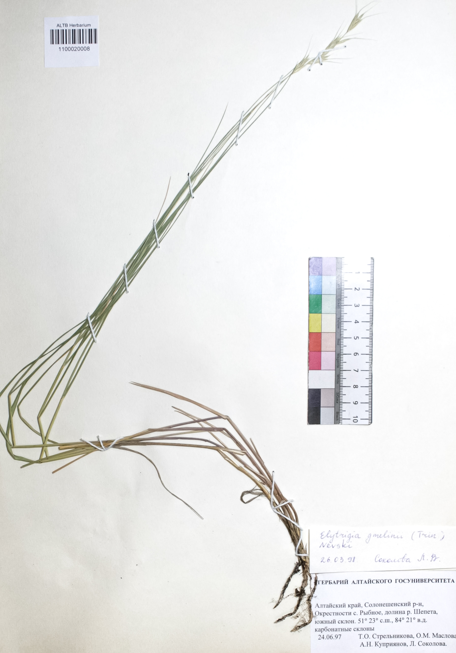 Elytrigia gmelinii (Trin.) Nevski