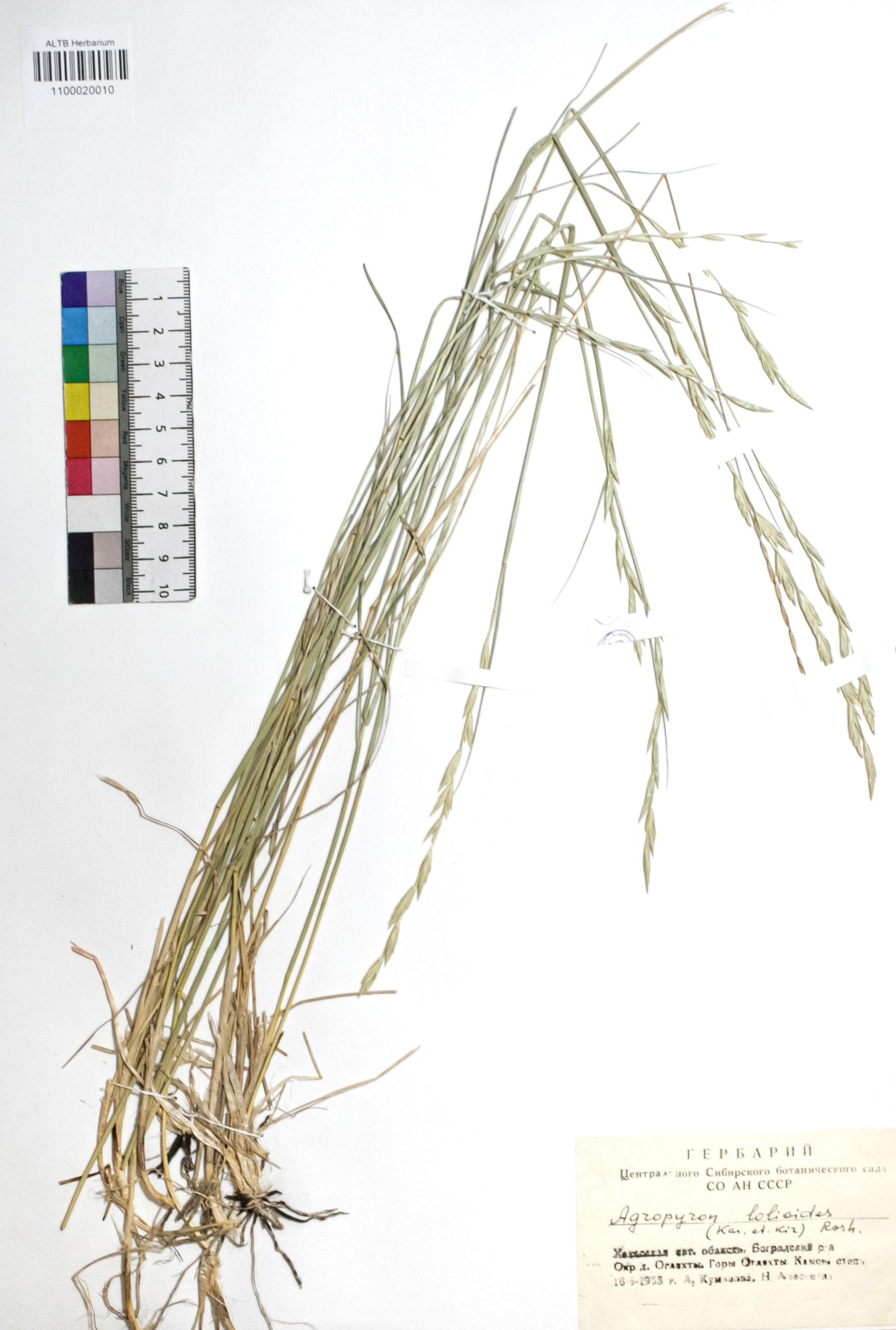 Agropyron lolioides (Kar. & Kir.) Roshev.