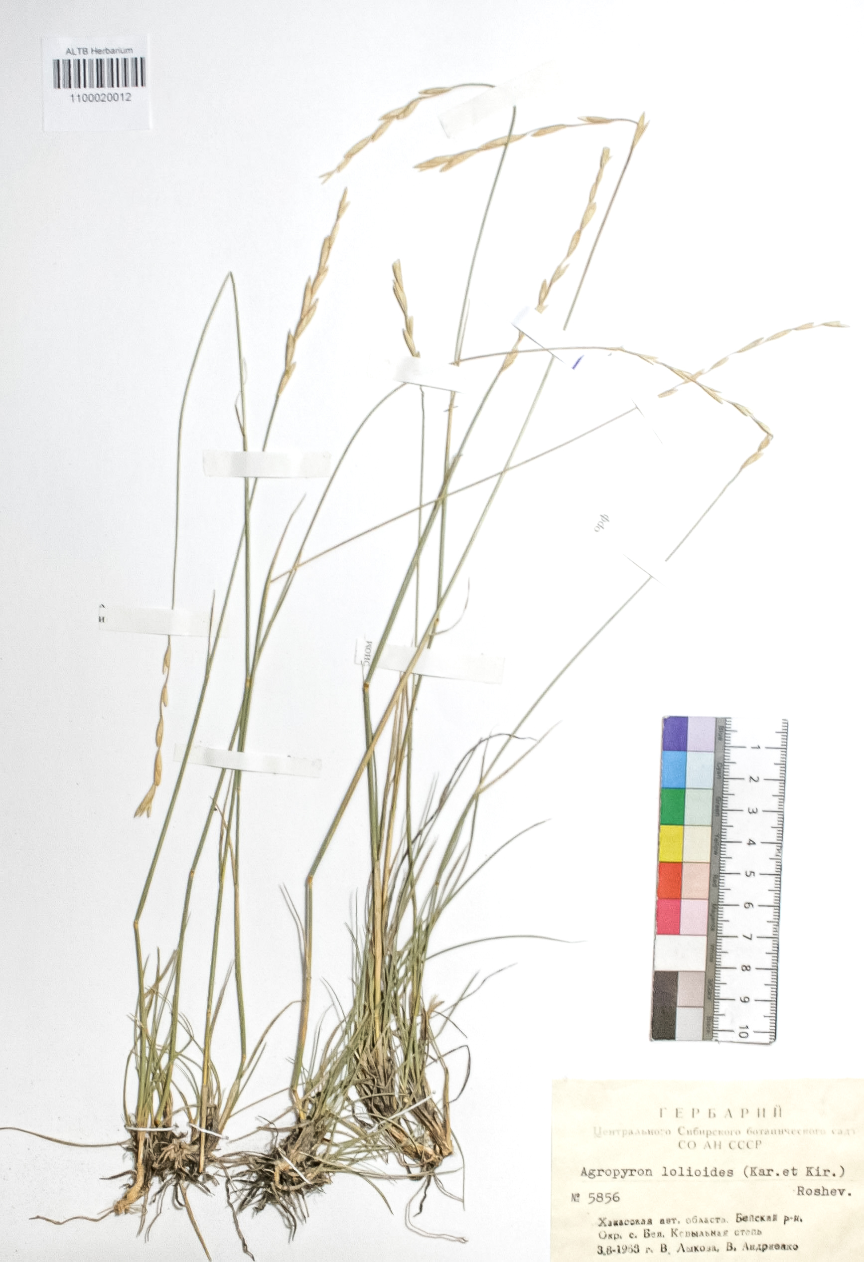 Agropyron lolioides (Kar. & Kir.) Roshev.