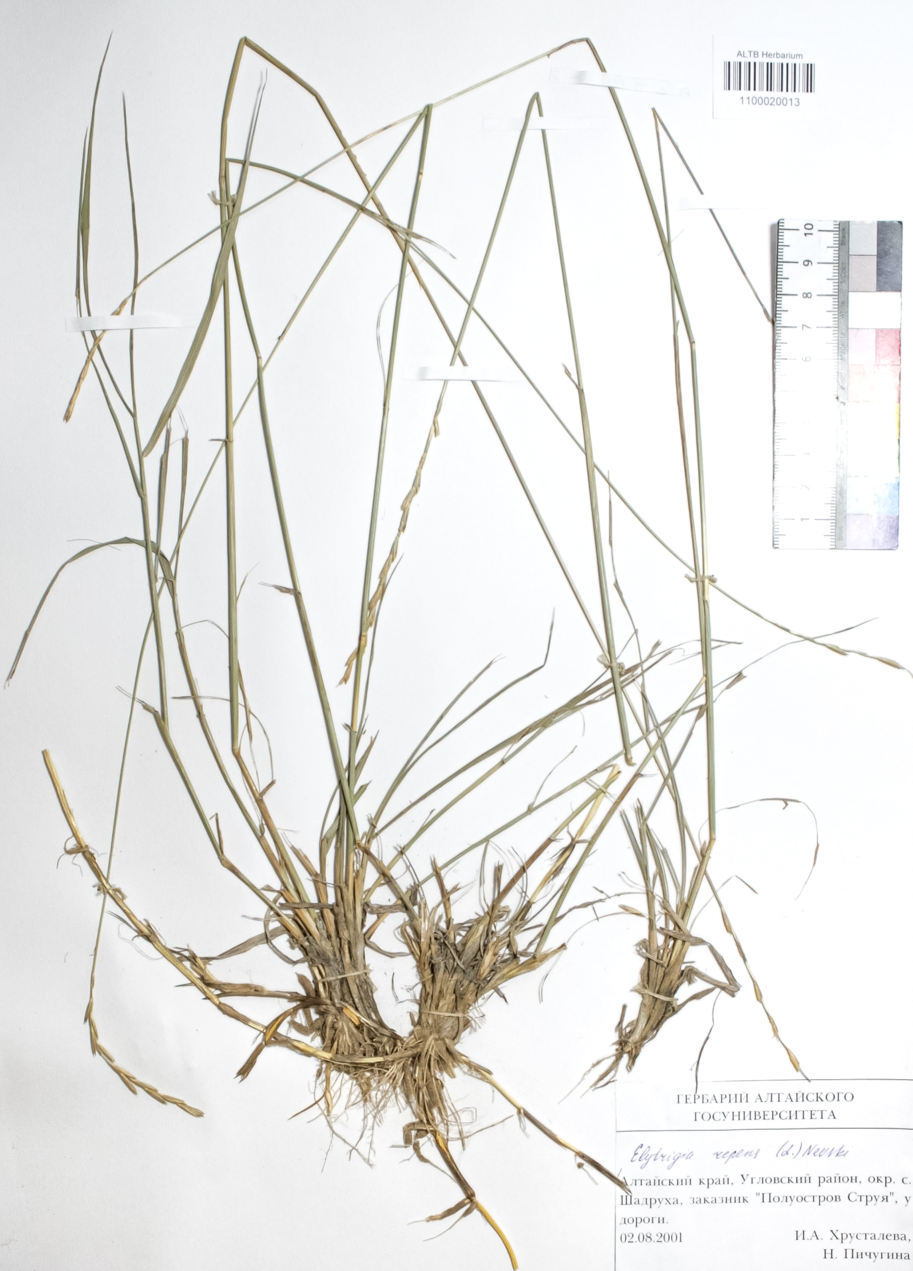 Elytrigia repens (L.) Nevski