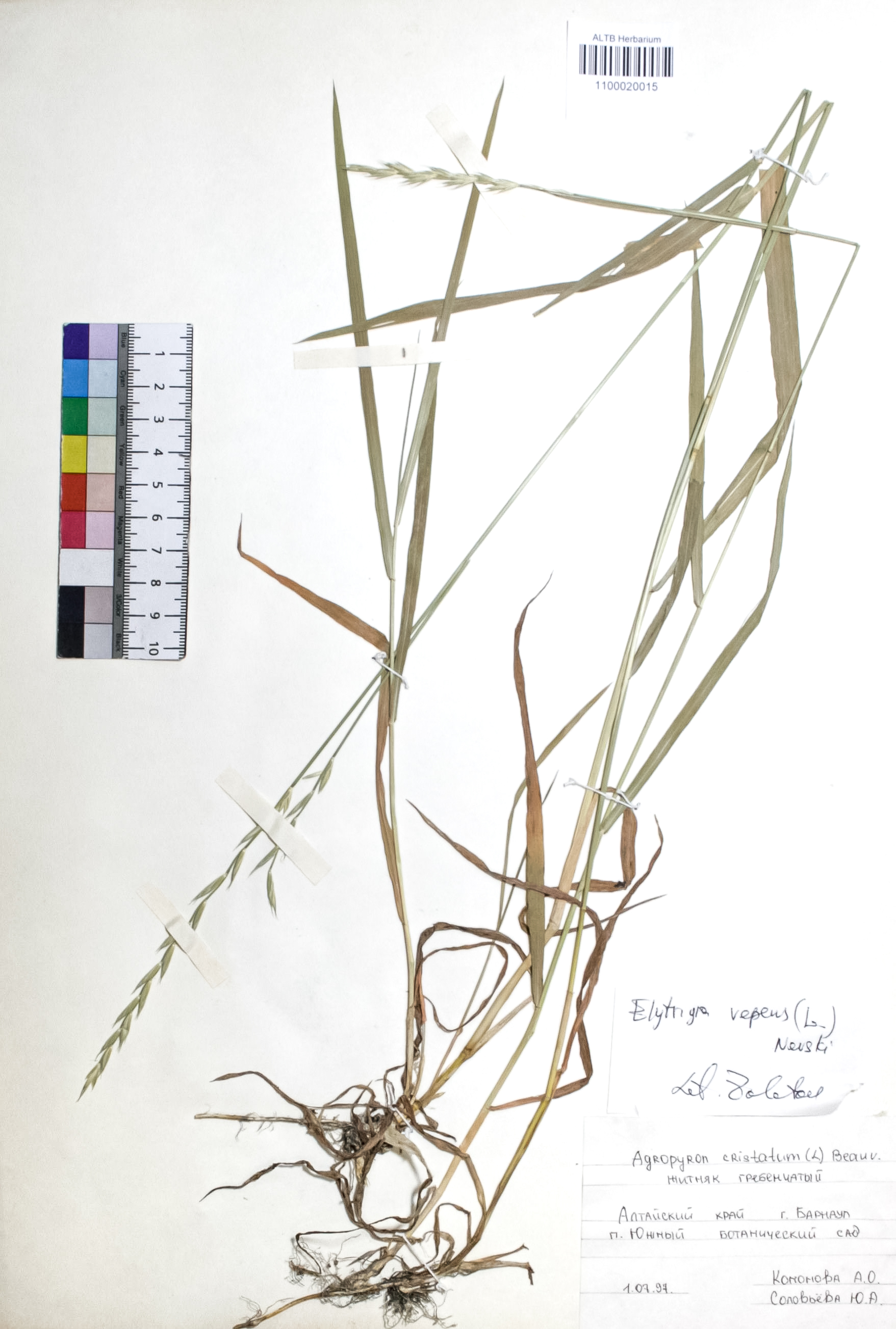 Elytrigia repens (L.) Nevski