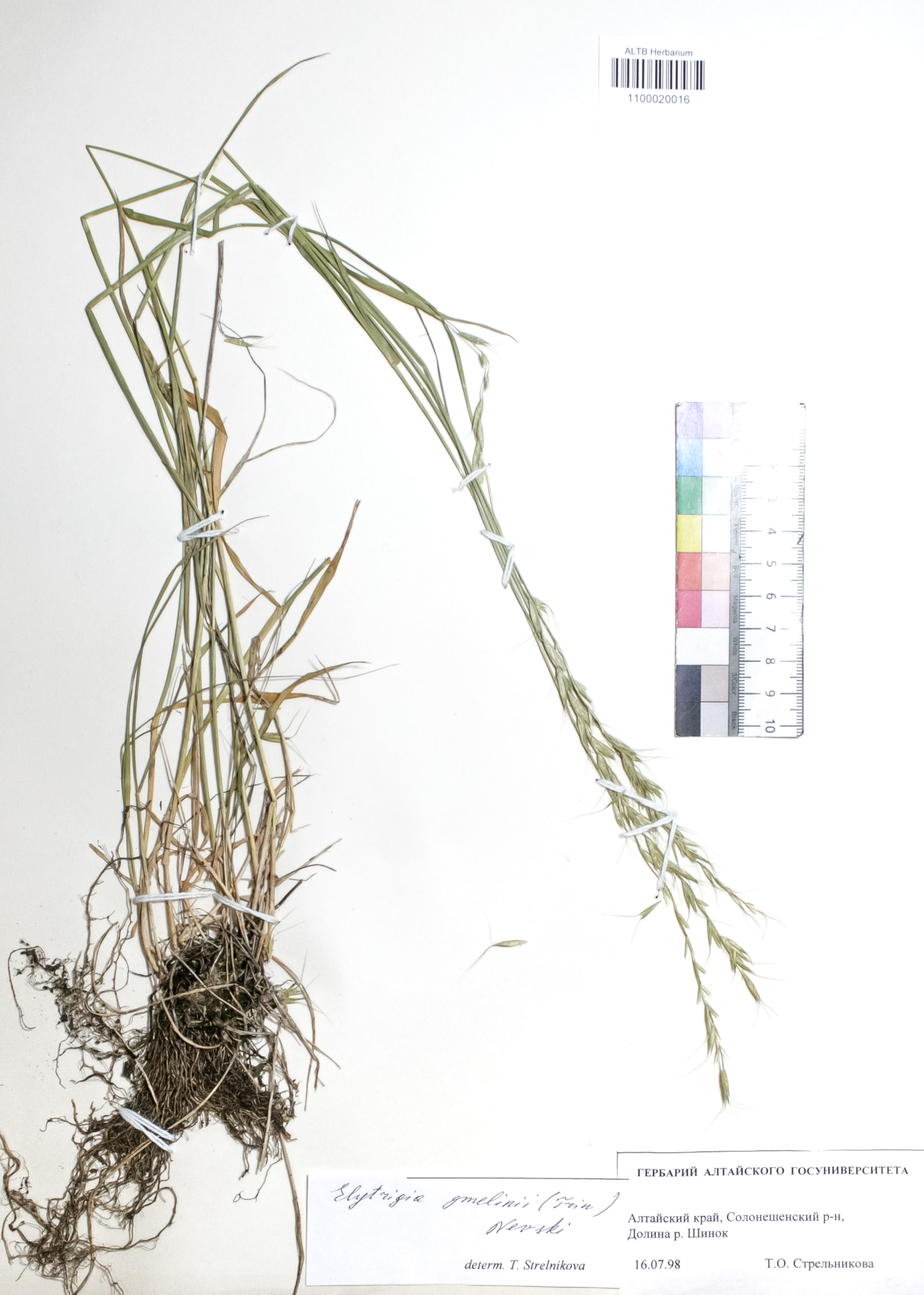 Elytrigia gmelinii (Trin.) Nevski