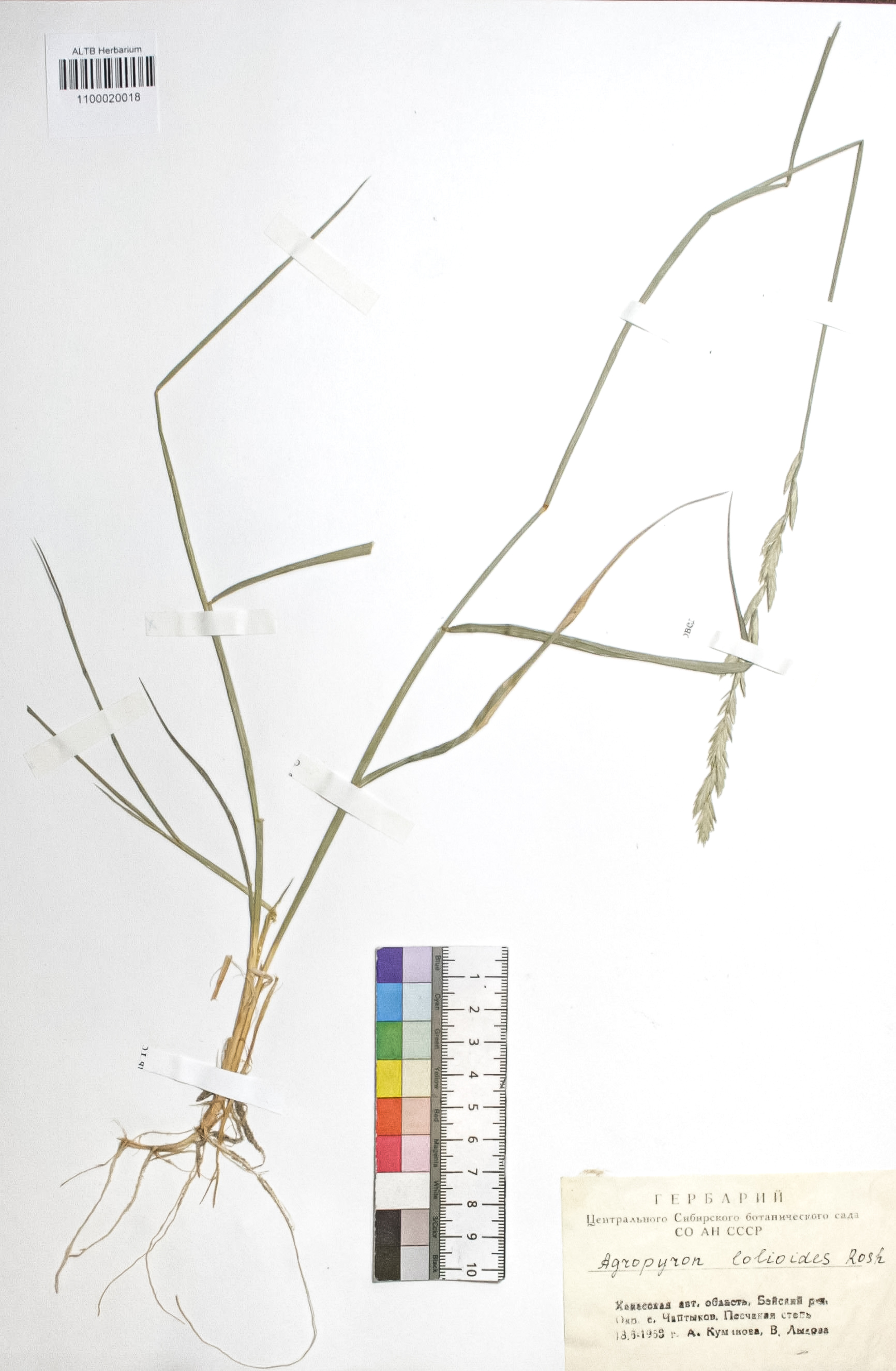 Agropyron lolioides (Kar. & Kir.) Roshev.