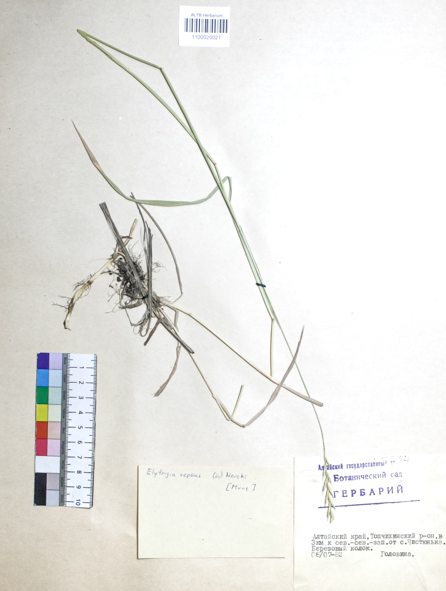 Elytrigia repens (L.) Nevski