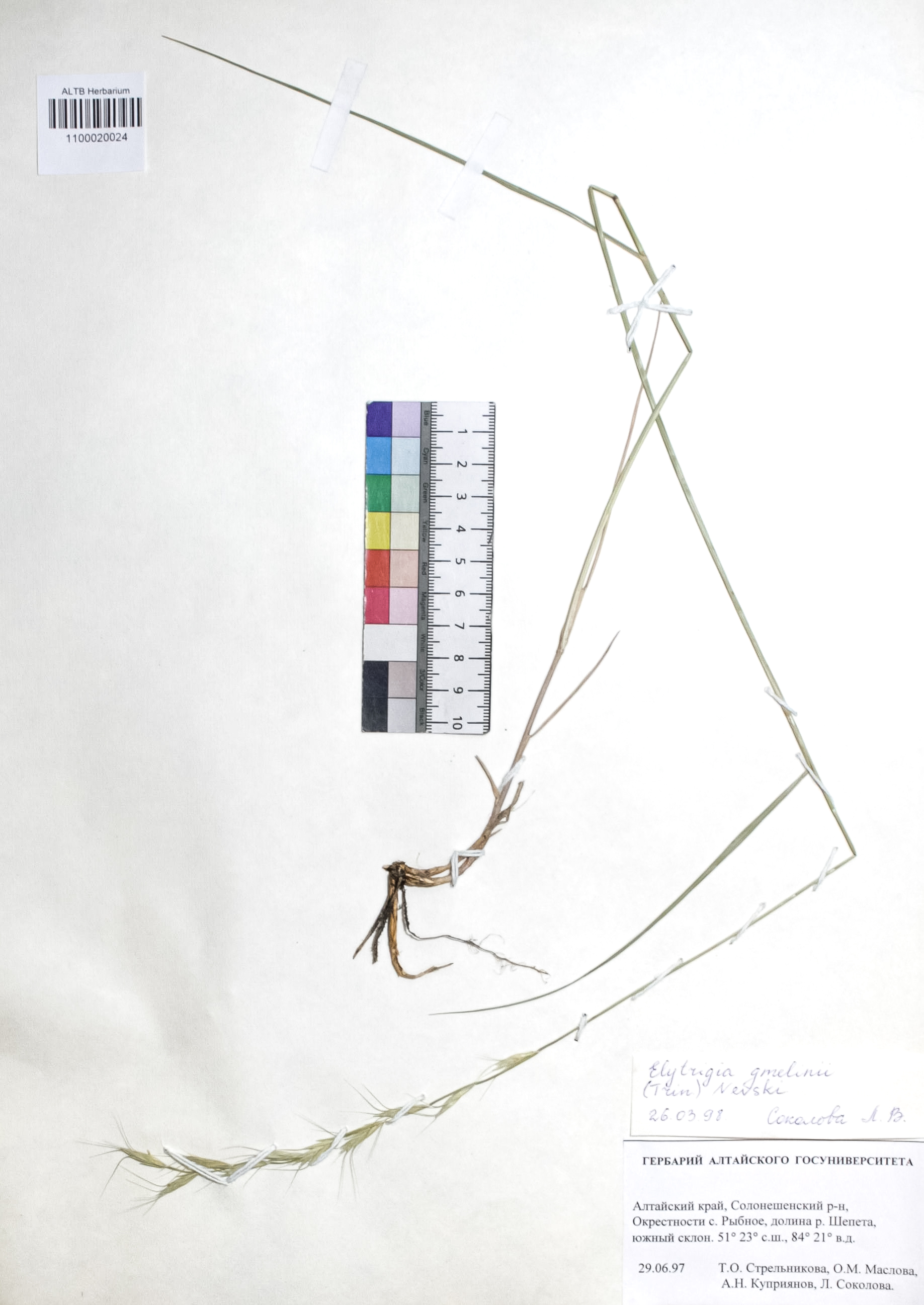 Elytrigia gmelinii (Trin.) Nevski