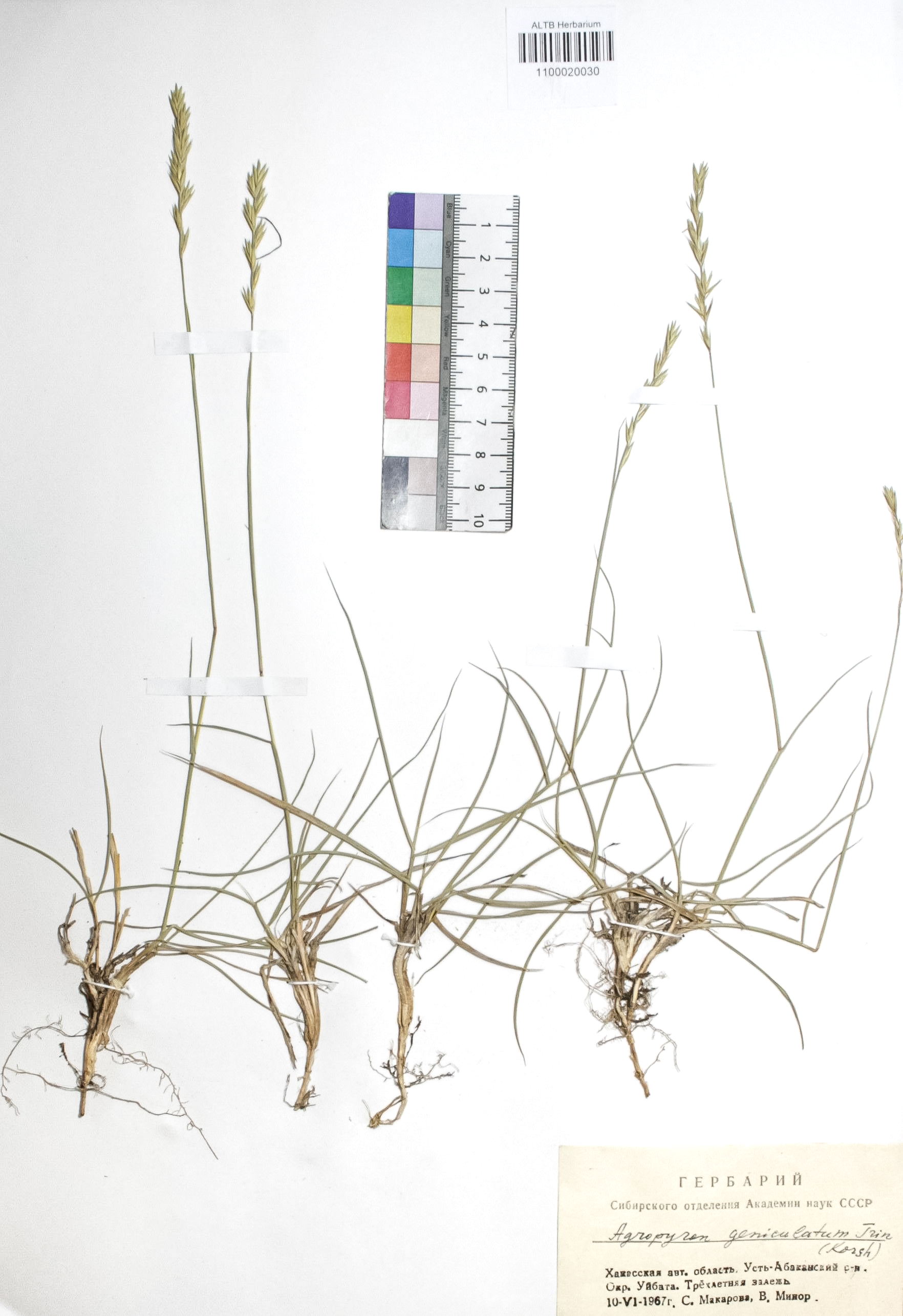 Elytrigia geniculata (Trin.) Nevski