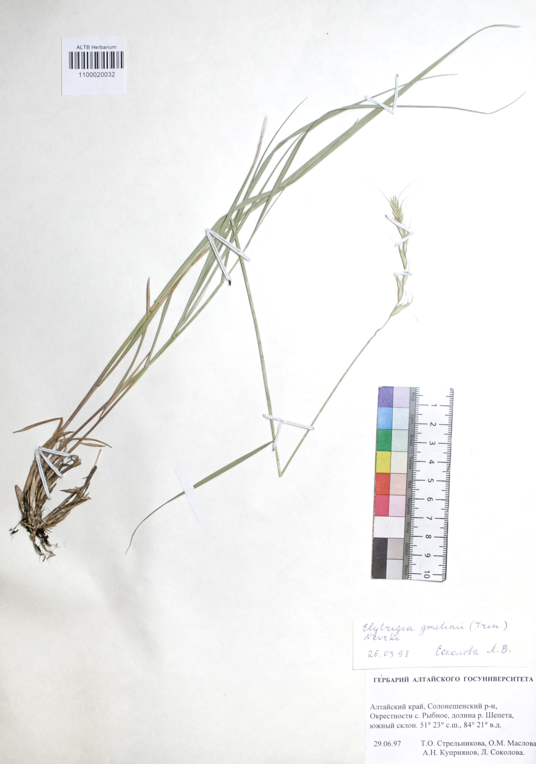 Elytrigia gmelinii (Trin.) Nevski