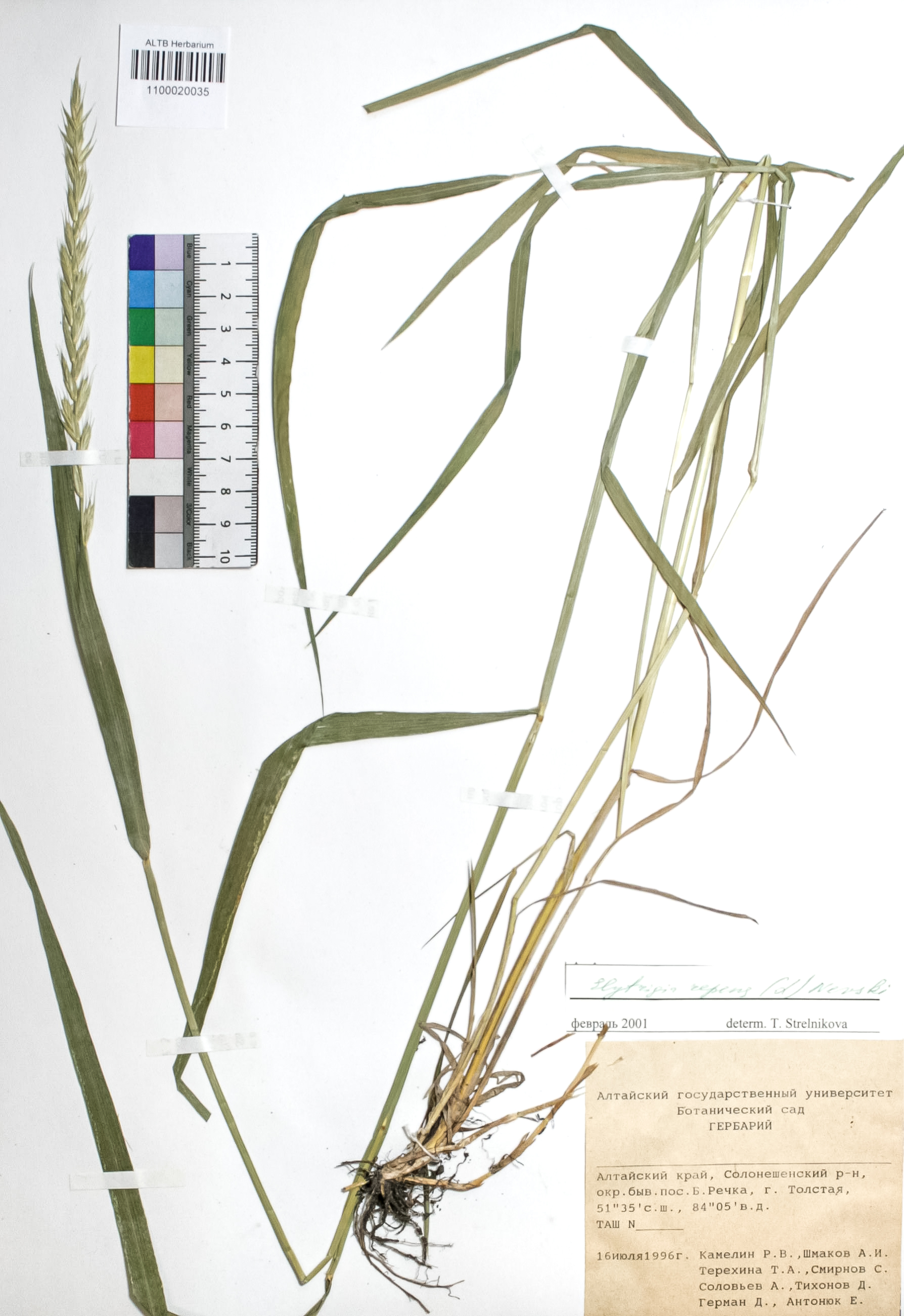 Elytrigia repens (L.) Nevski