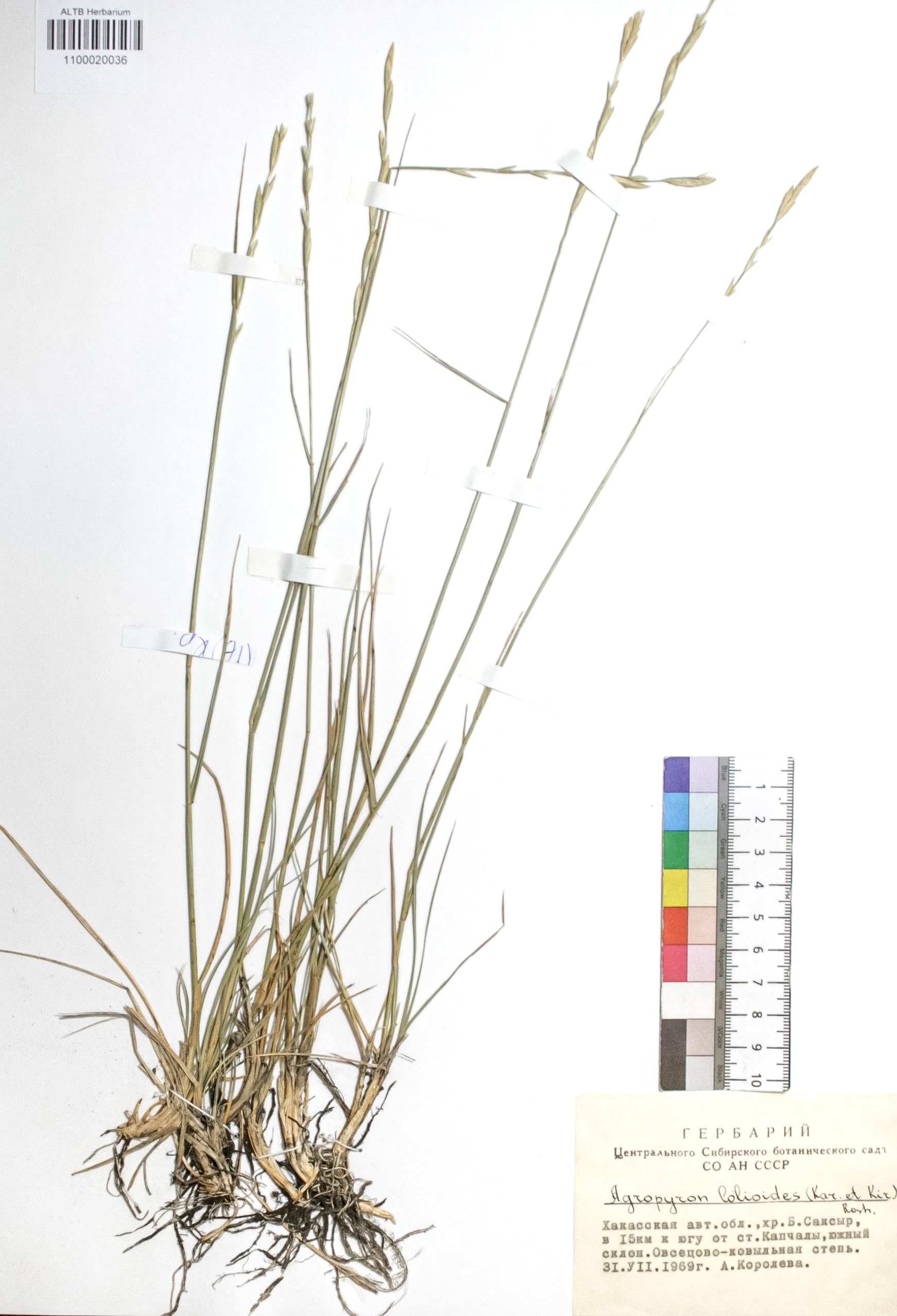 Agropyron lolioides (Kar. & Kir.) Roshev.