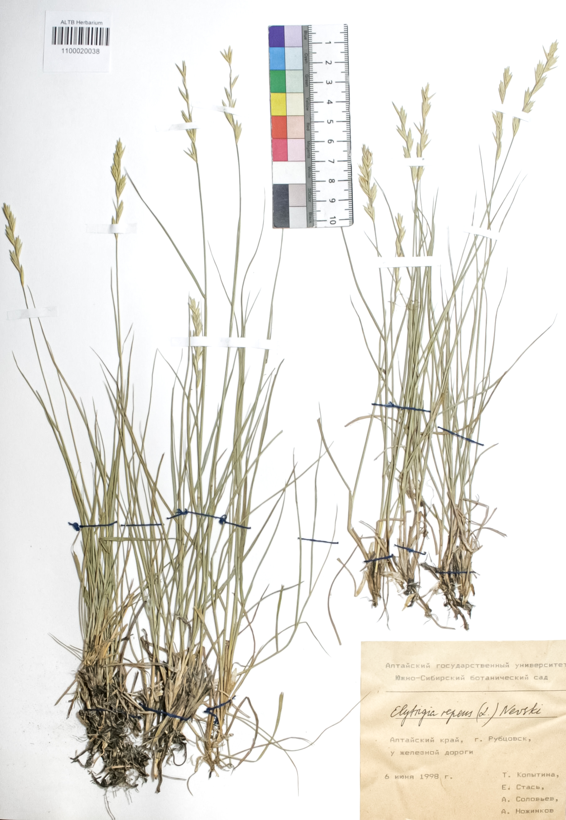 Elytrigia repens (L.) Nevski