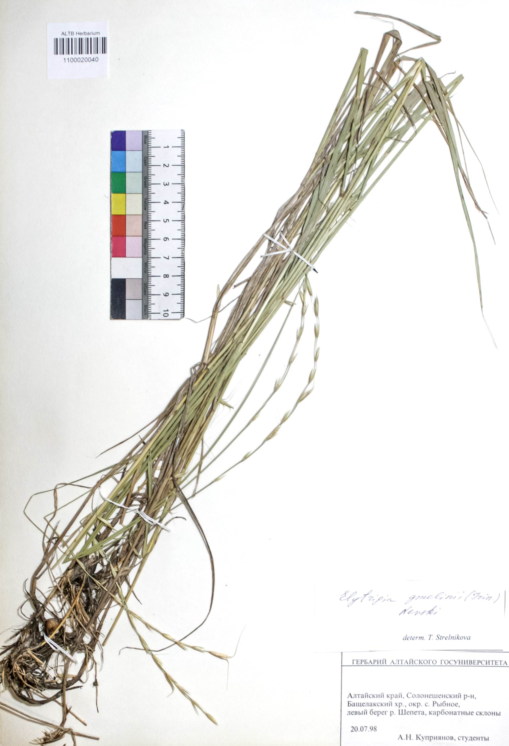 Elytrigia gmelinii (Trin.) Nevski